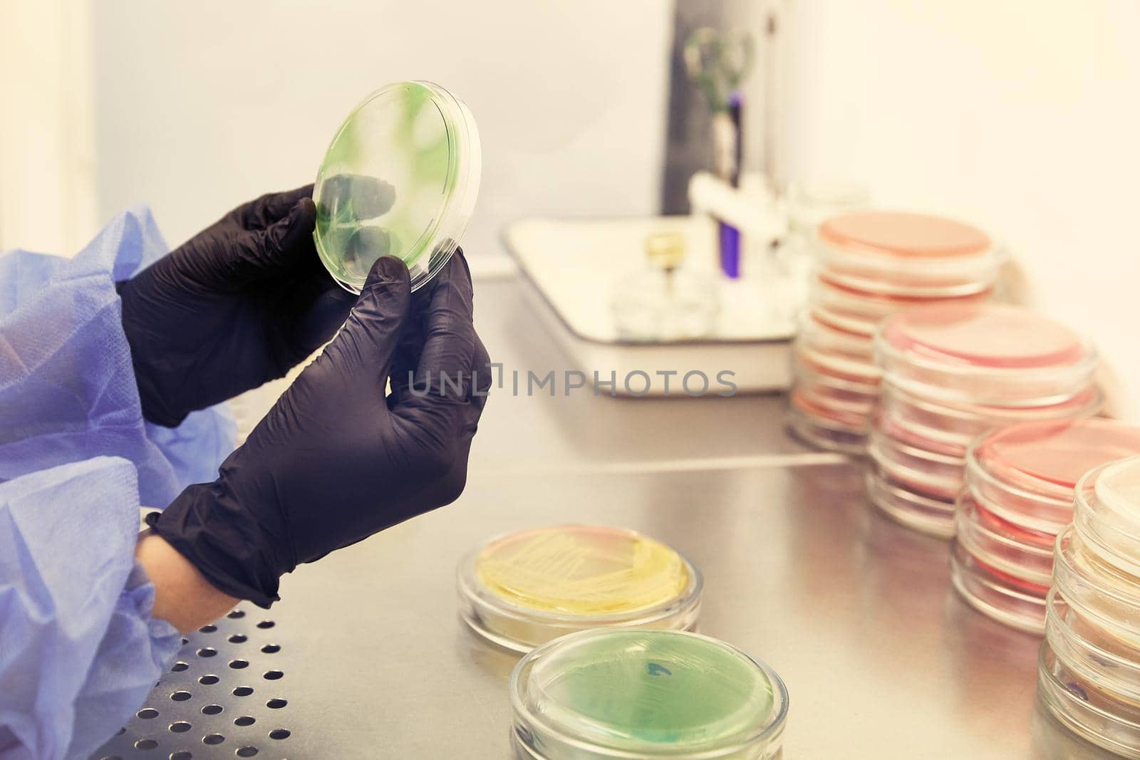 Researcher working with petri dish with bacteria in the bacteriological laboratory. Concept of Pharmaceutical Development for Antibiotics, Curing Disease