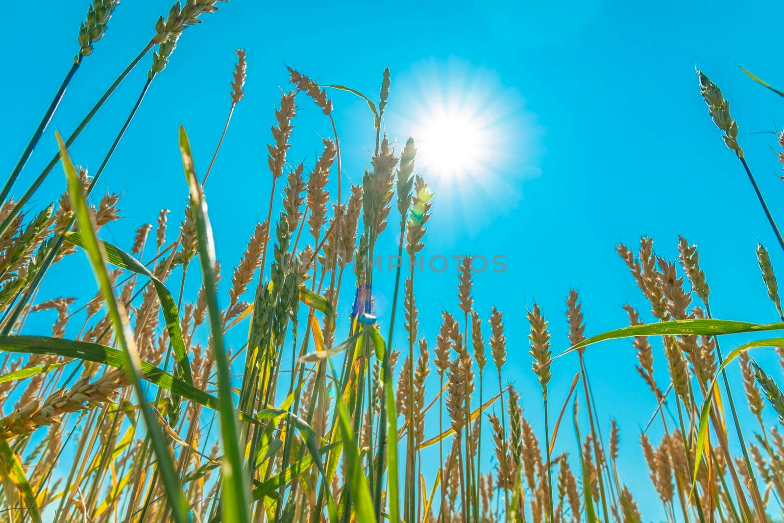 Growing grain crops in a field or meadow.Wheat ears are swaying in the wind against the background of sunlight and blue sky.Nature,freedom.The sun's rays will shine through the stalks of grain.Harvest