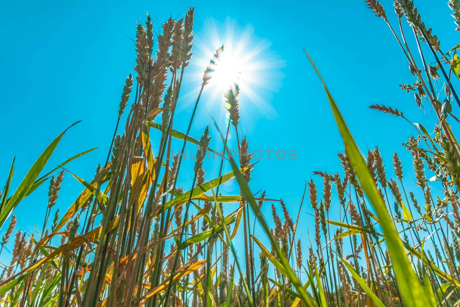 Growing grain crops in a field or meadow.Wheat ears are swaying in the wind against the background of sunlight and blue sky.Nature,freedom.The sun's rays will shine through the stalks of grain.Harvest by YevgeniySam