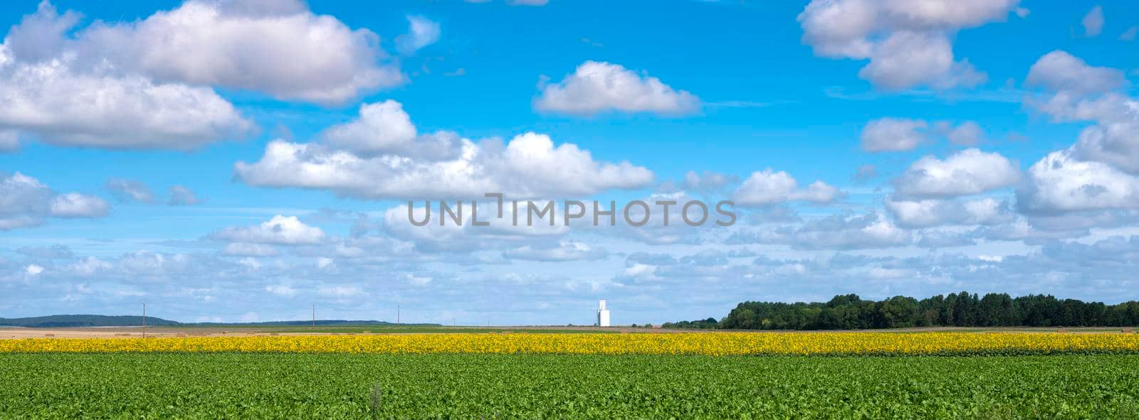 field with sunflowers under blue sky in french champagne ardennes landscape near city of reims by ahavelaar