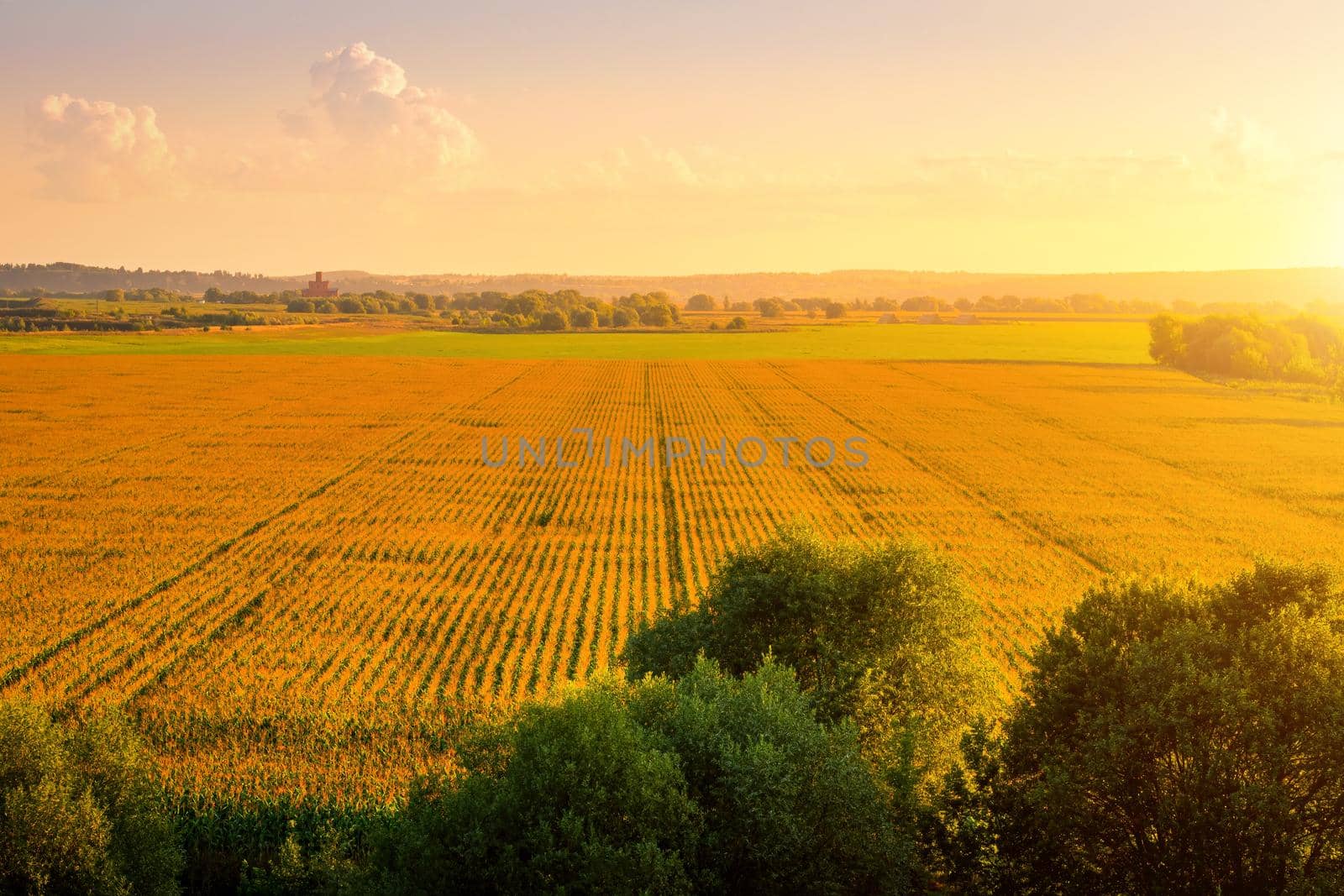 Top view to the rows of young corn in an agricultural field at sunset or sunrise. Rural landscape.