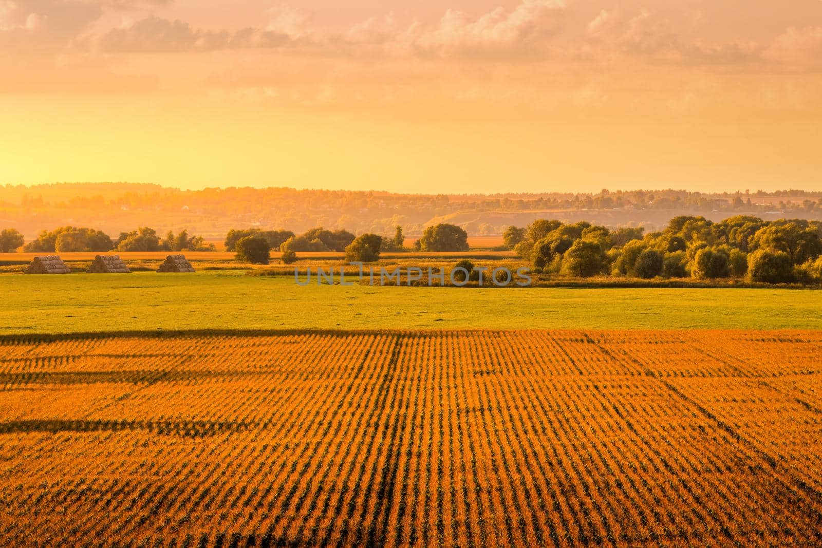 Top view to the rows of young corn in an agricultural field at sunset or sunrise. Rural landscape.