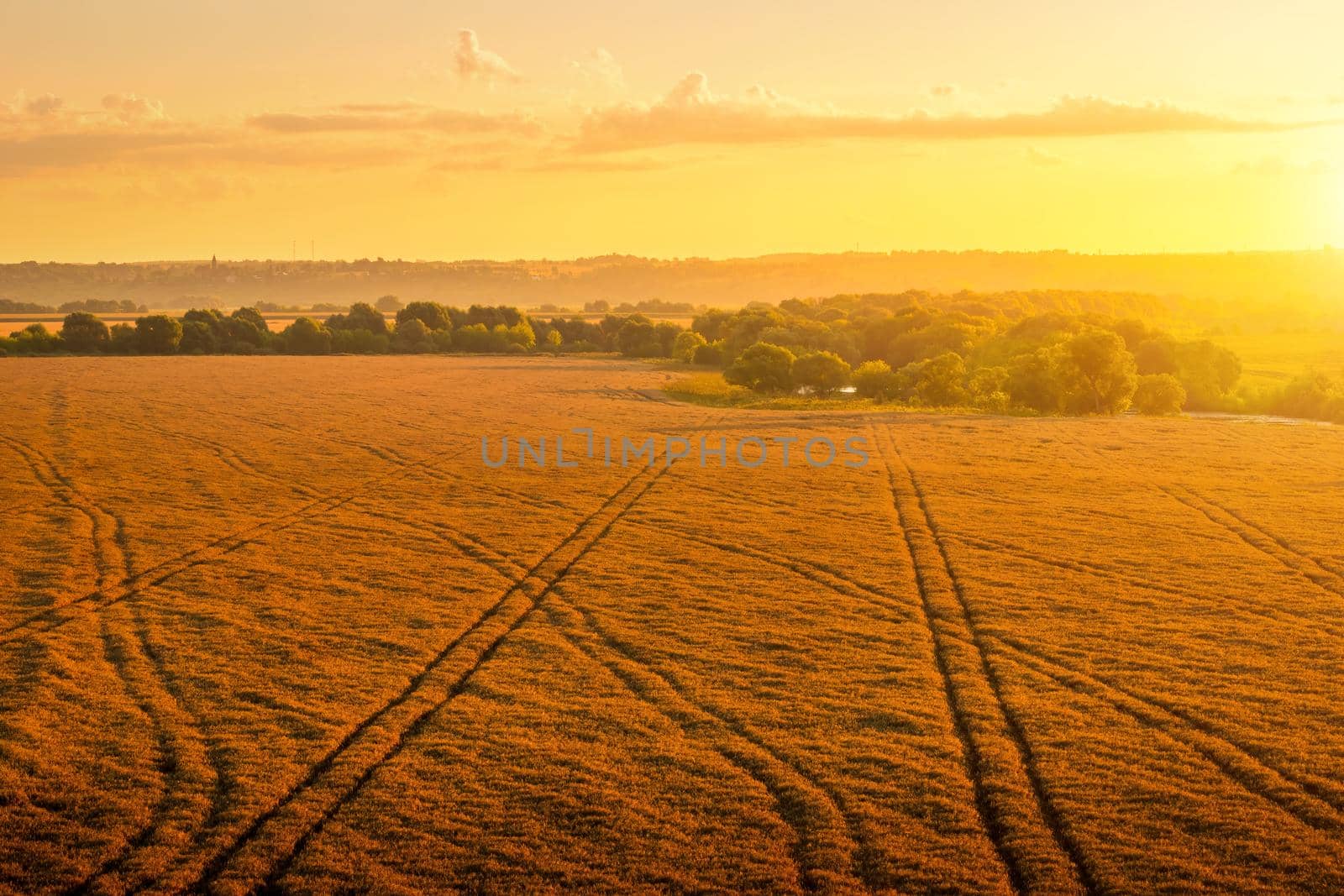 Top view of a sunset or sunrise in an agricultural field with ears of young golden rye on a sunny day. Rural landscape.