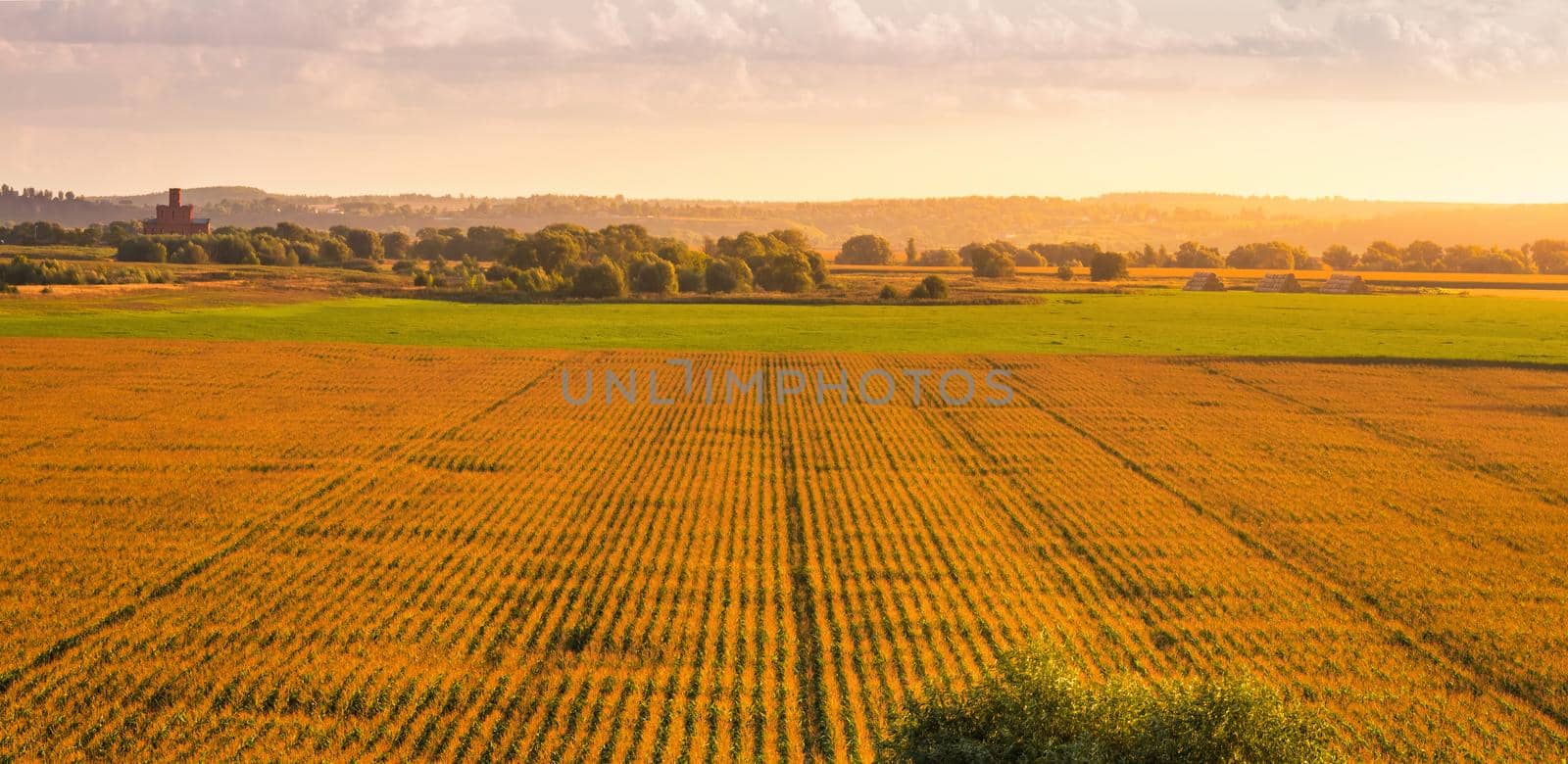 Top view to the rows of young corn in an agricultural field at sunset or sunrise. Rural landscape.