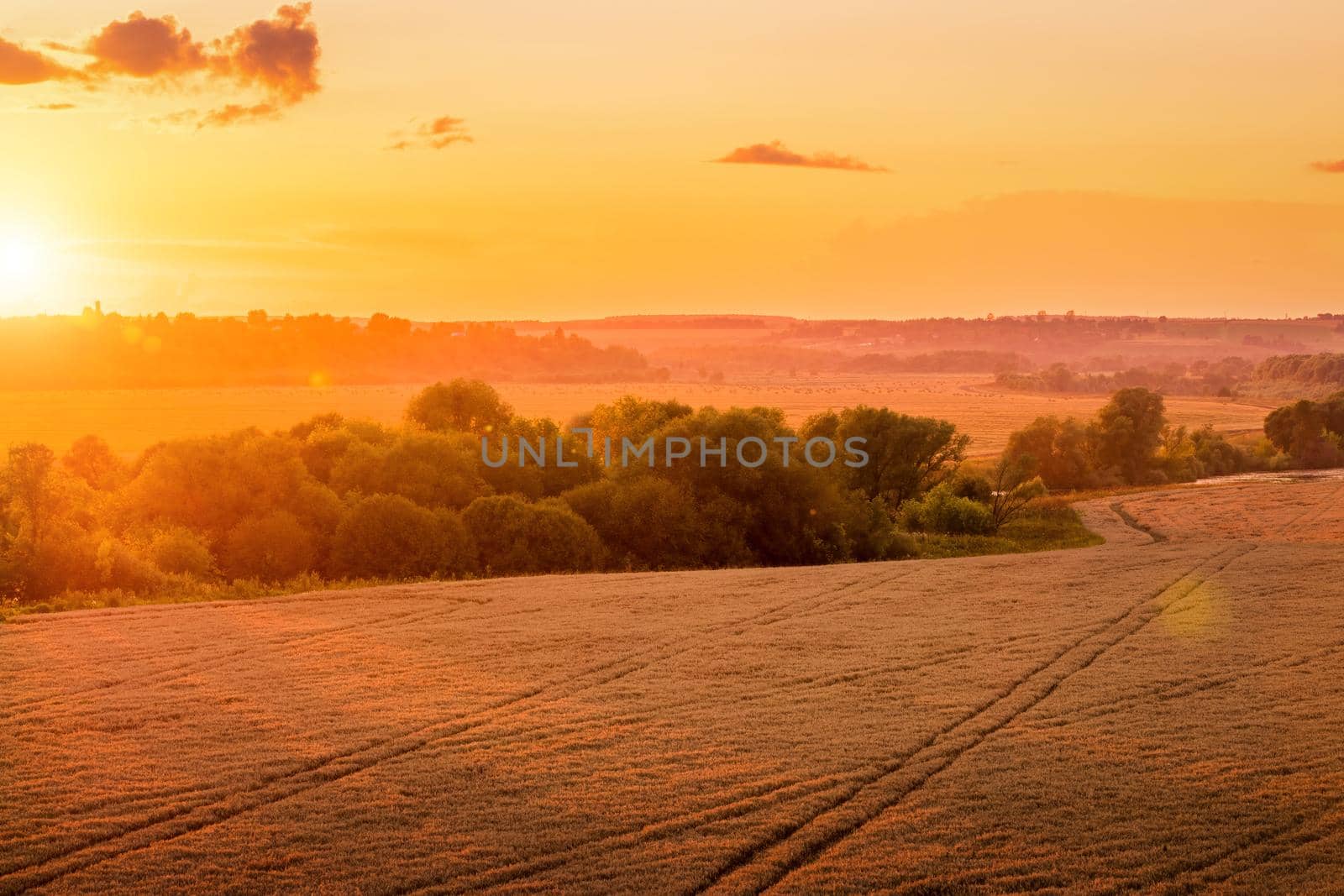 Top view of a sunset or sunrise in an agricultural field with ears of young golden rye on a sunny day. Rural landscape.