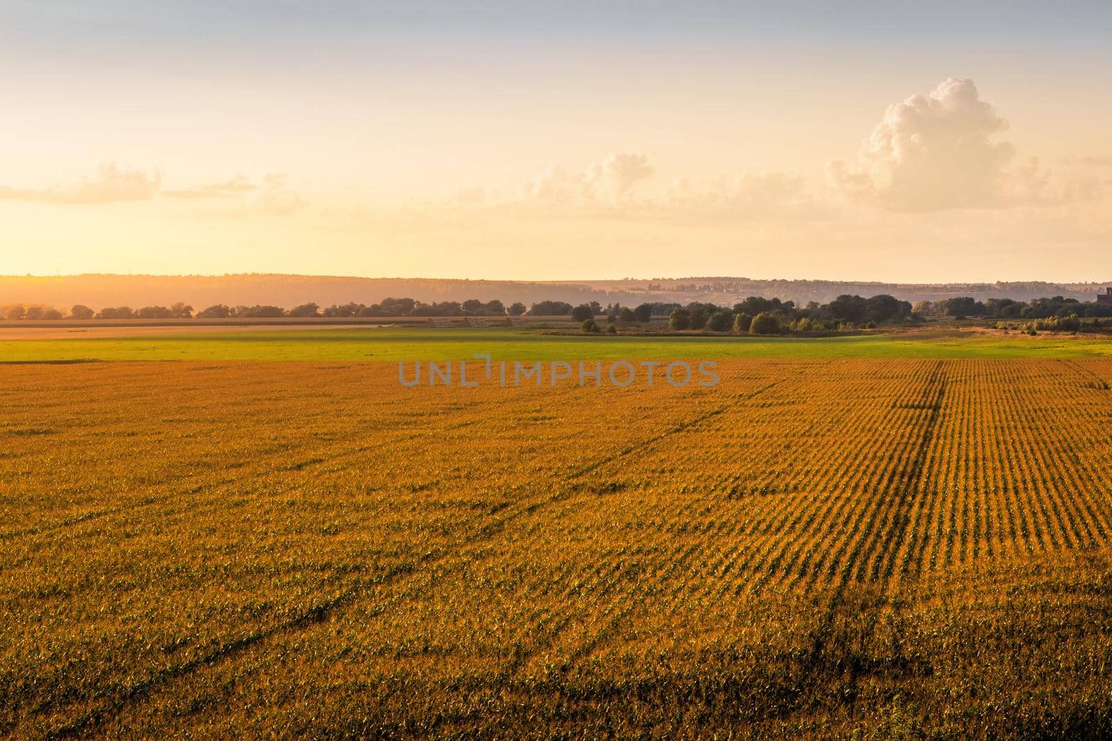 Top view to the rows of young corn in an agricultural field at sunset or sunrise. Rural landscape.