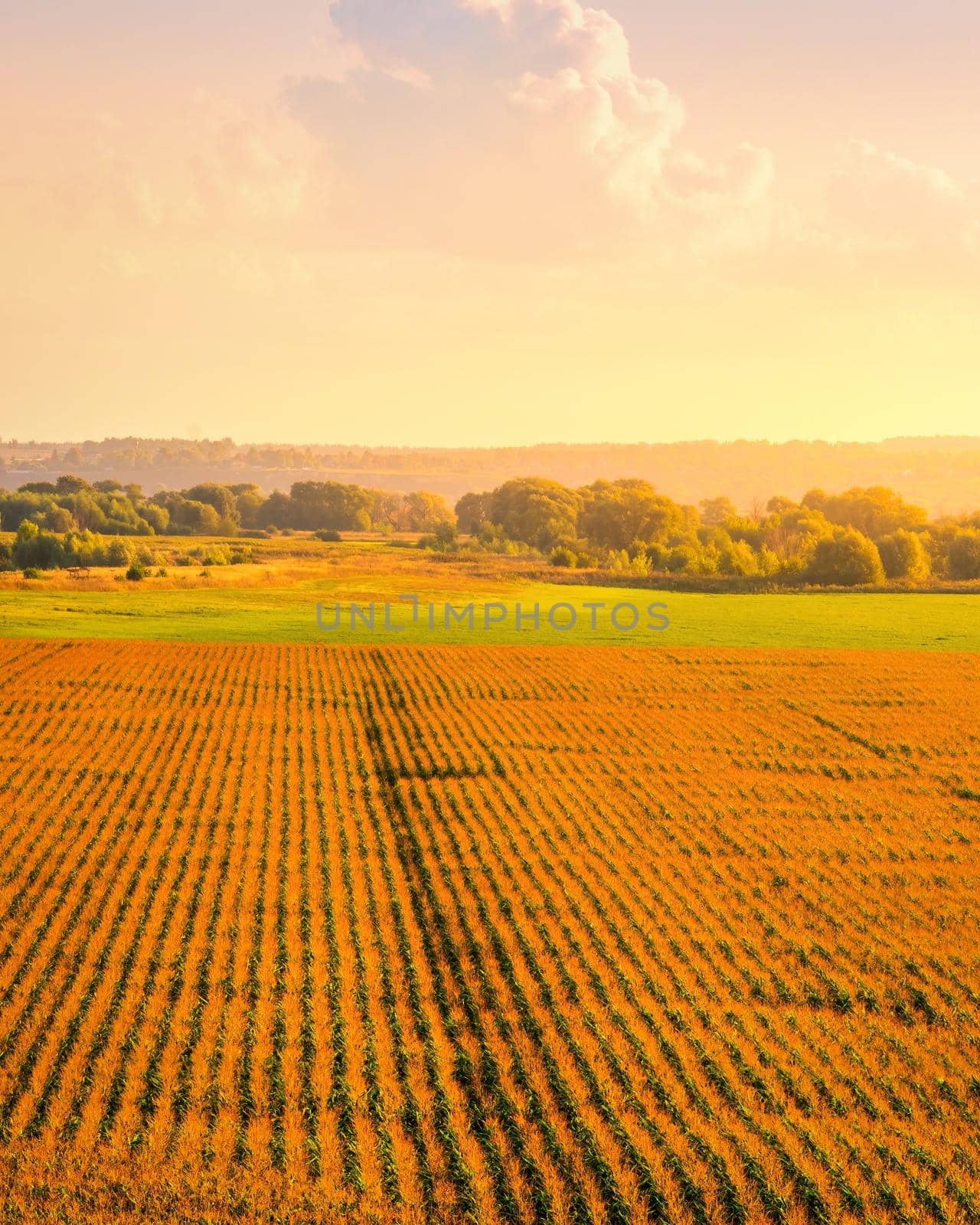 Top view to the rows of young corn in an agricultural field at sunset or sunrise. Rural landscape.