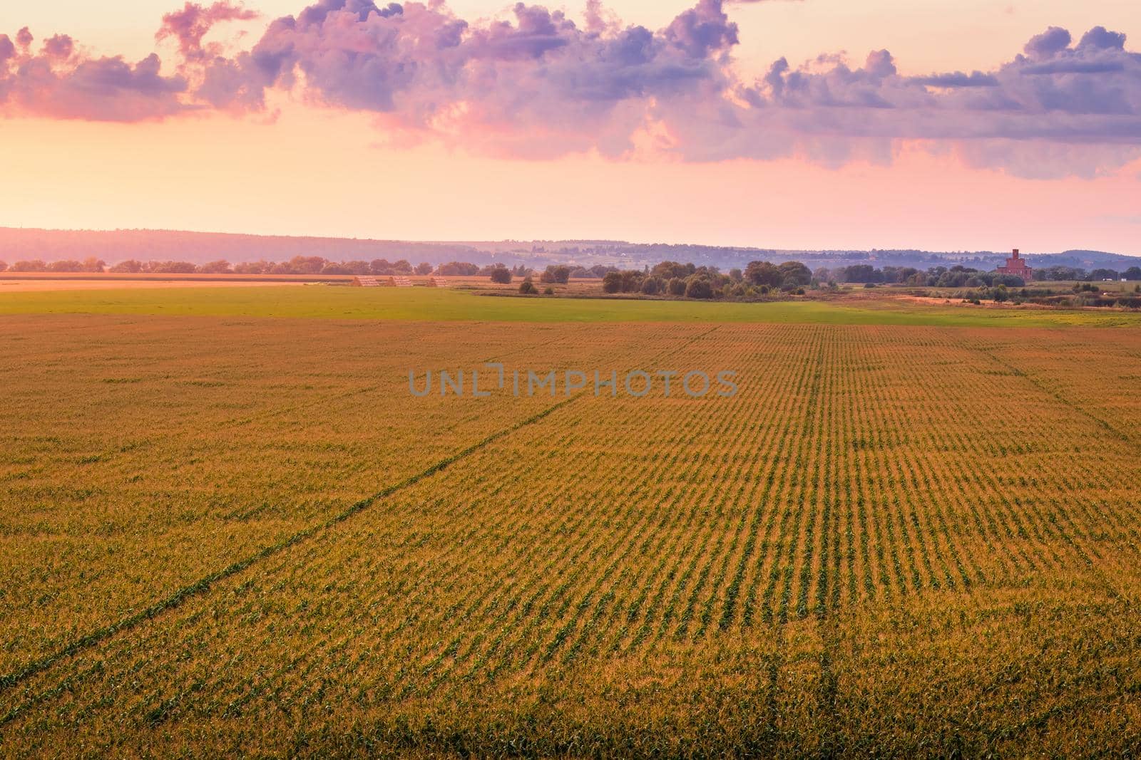 Top view to the rows of young corn in an agricultural field at twilight. Rural landscape.