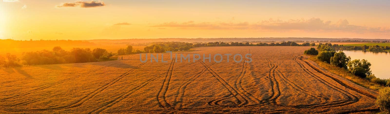 Top view of a sunset or sunrise in an agricultural field with ears of young golden rye on a sunny day. Rural panorama.