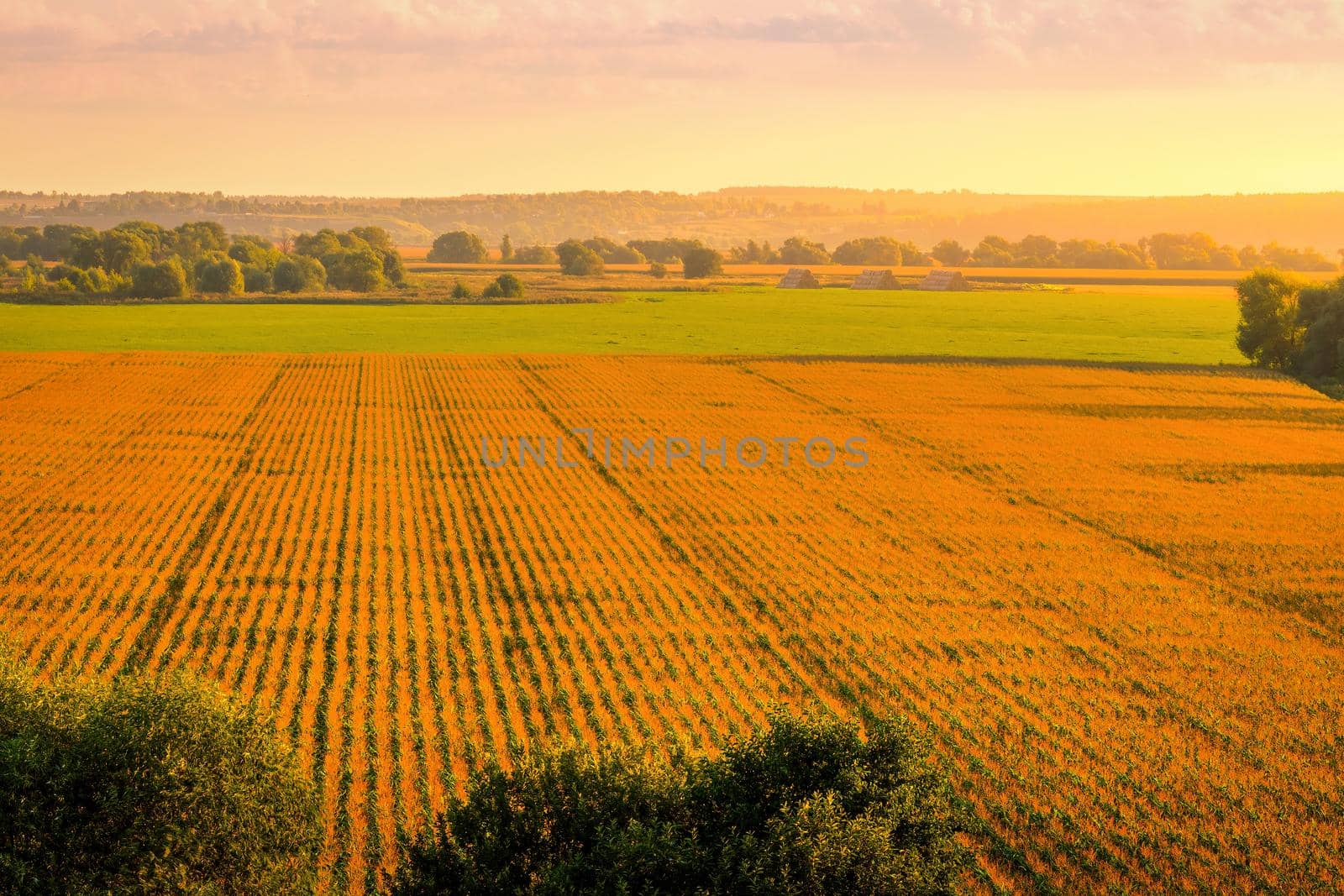 Top view to the rows of young corn in an agricultural field at sunset or sunrise. Rural landscape.