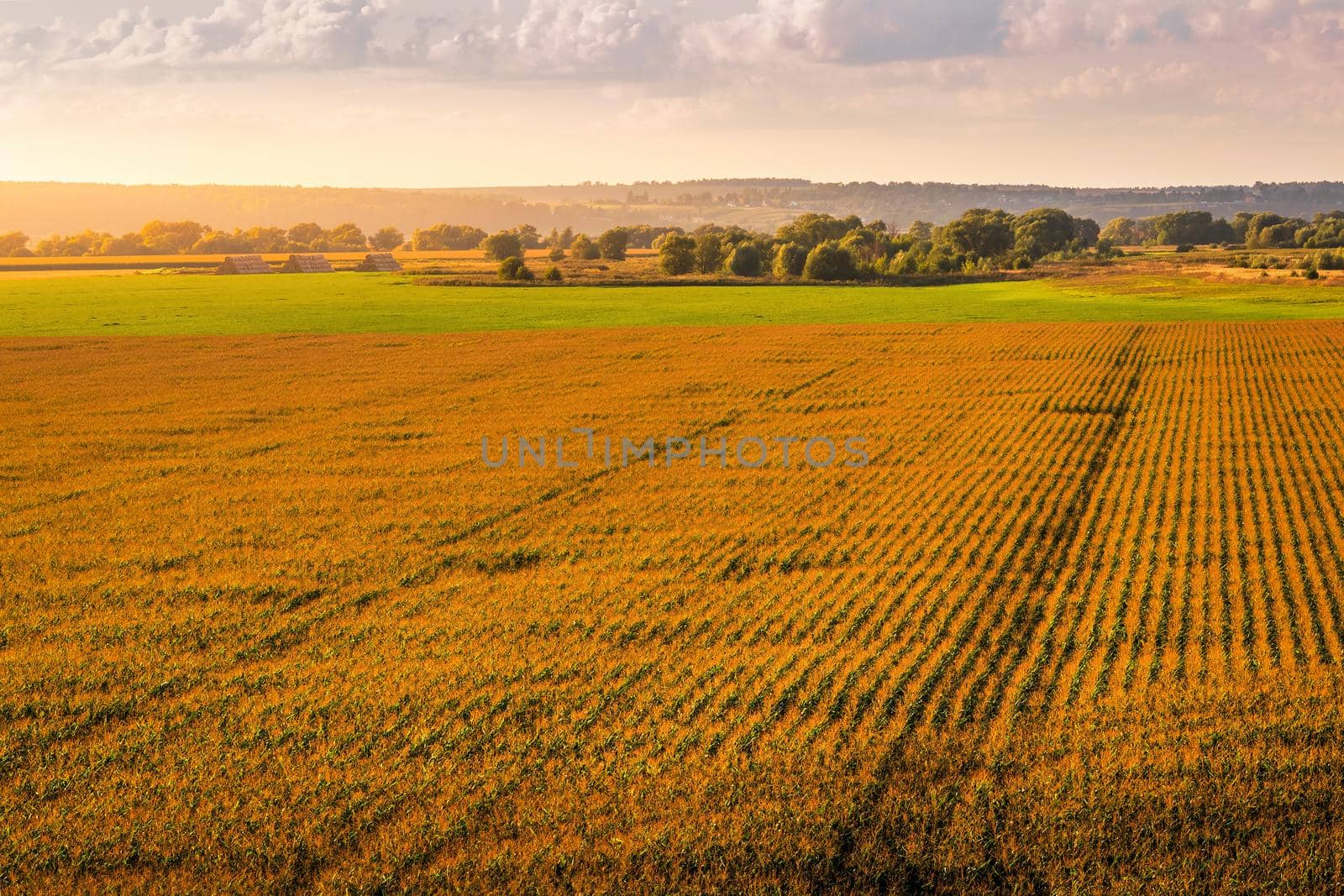 Top view to the rows of young corn in an agricultural field at sunset or sunrise. Rural landscape.