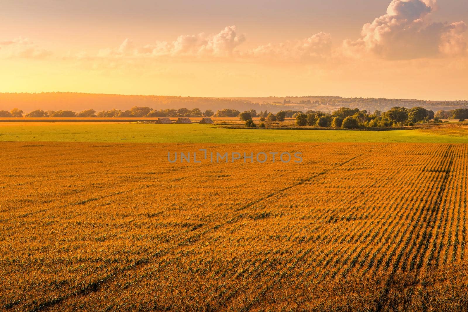 Top view to the rows of young corn in an agricultural field at sunset or sunrise. by Eugene_Yemelyanov