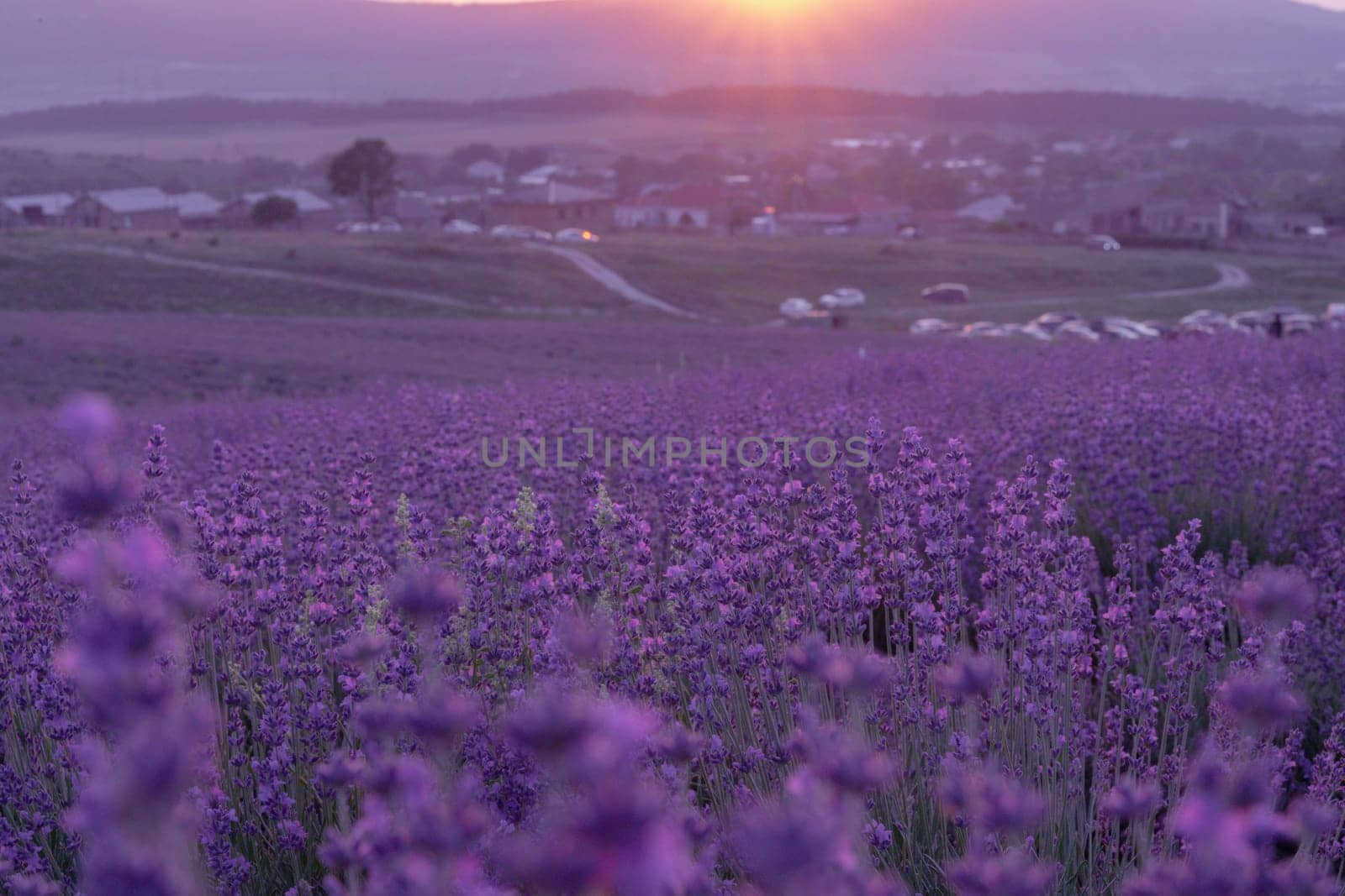 Lavender flower background. Violet lavender field sanset close up. Lavender flowers in pastel colors at blur background. Nature background with lavender in the field