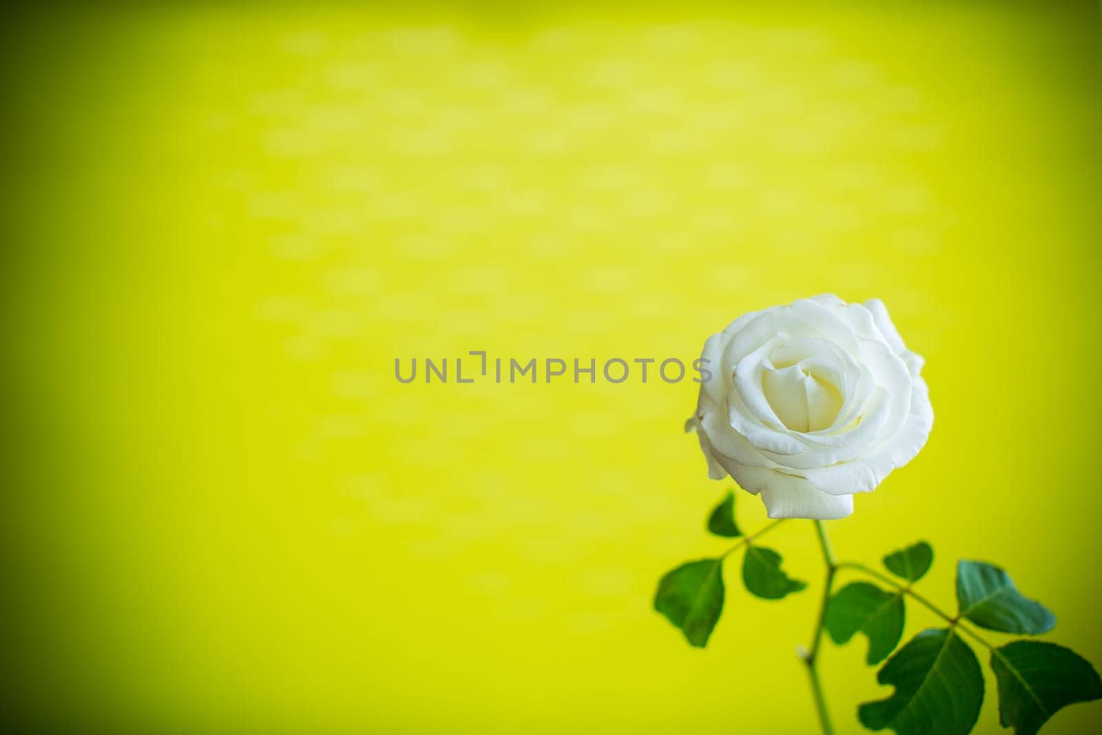 Beautiful blooming white rose flower isolated on green background.
