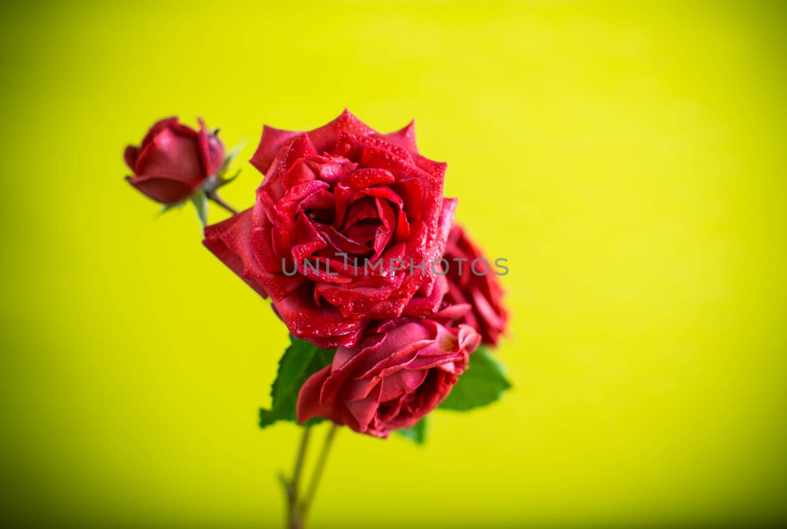 Flowers of beautiful blooming red rose isolated on green background.