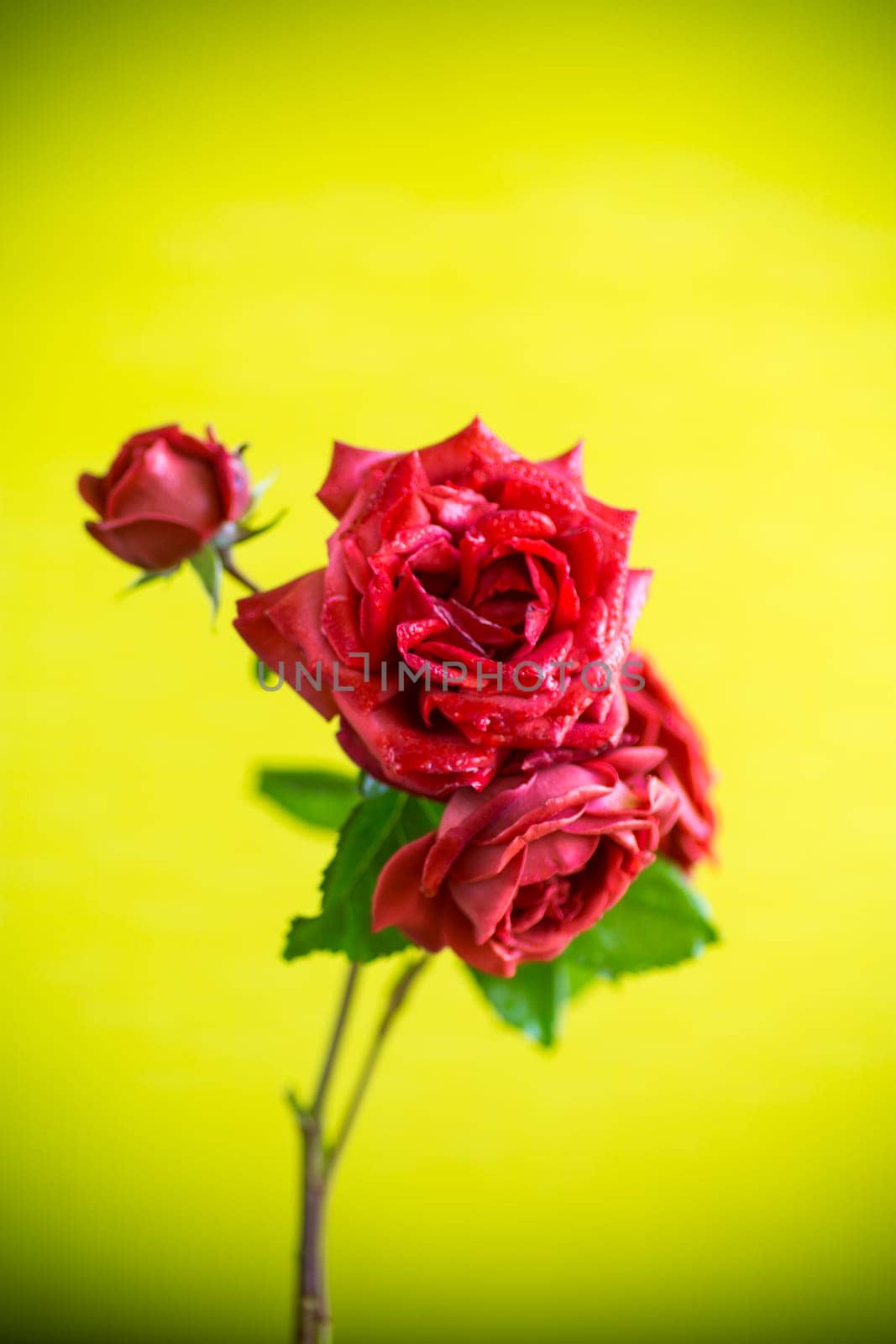 Flowers of beautiful blooming red rose isolated on green background.