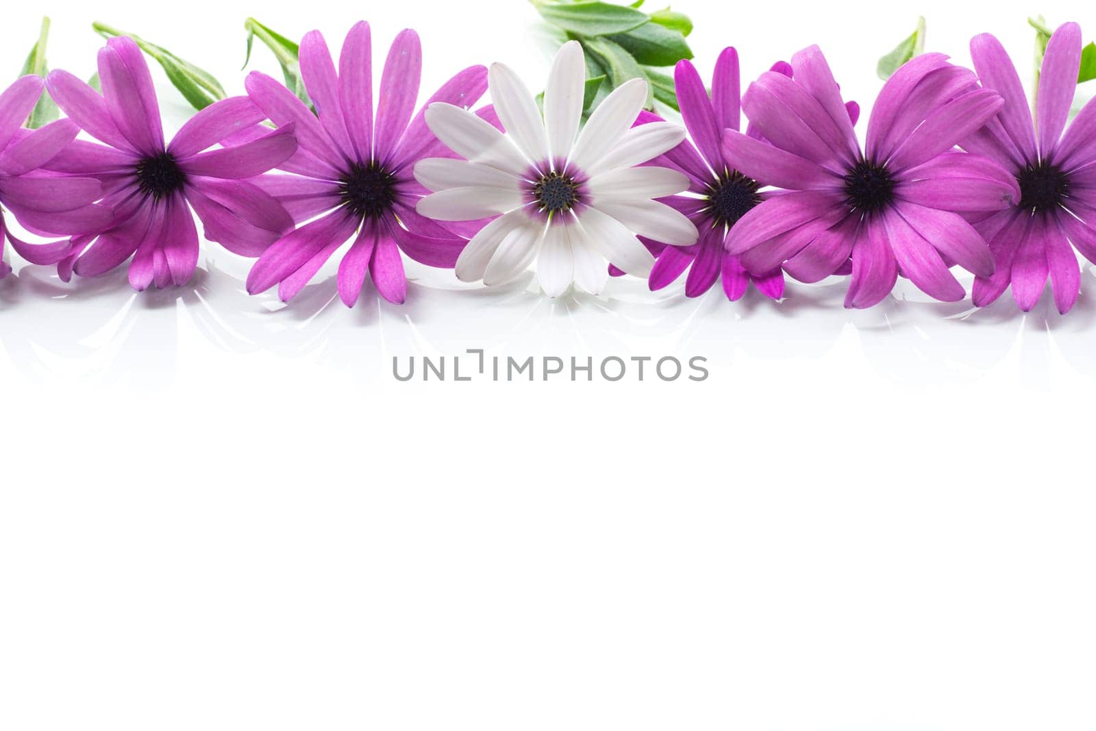 Beautiful white and purple Osteospermum flowers, isolated on white background