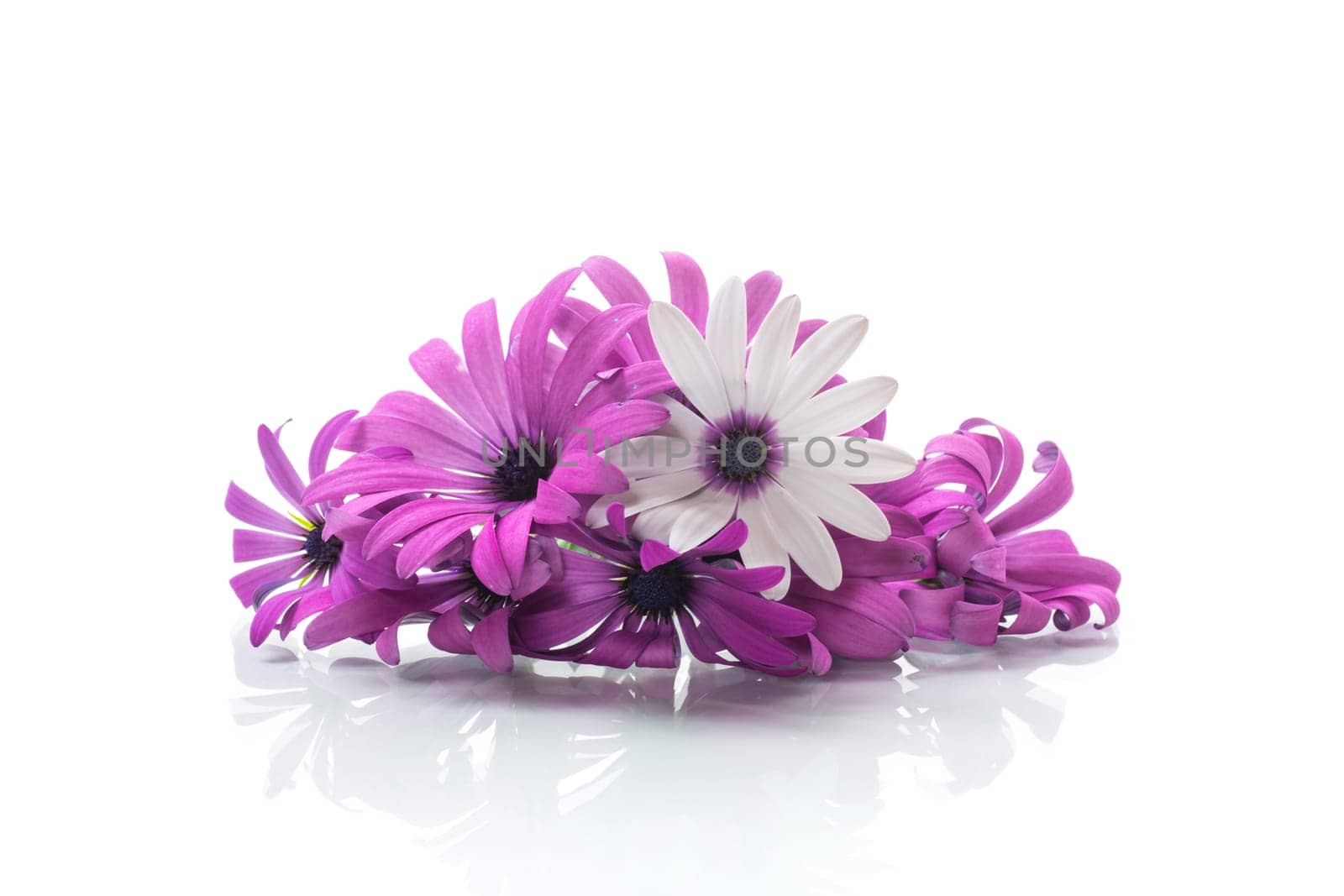 Beautiful white and purple Osteospermum flowers, isolated on white background