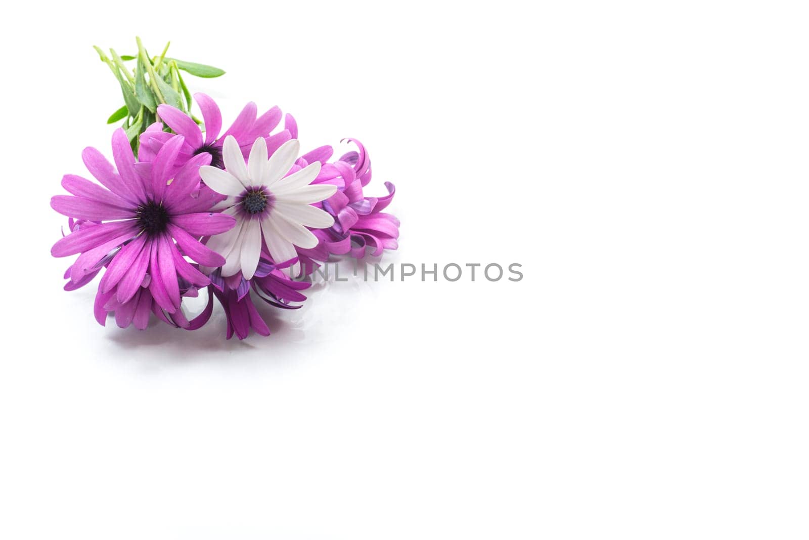 Beautiful white and purple Osteospermum flowers, isolated on white background