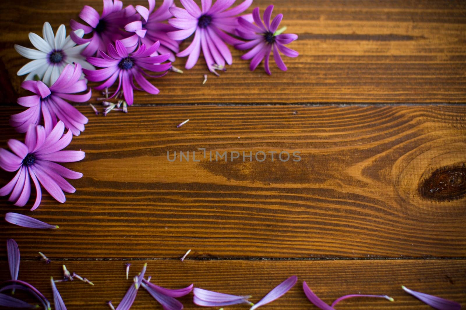 Beautiful white and purple Osteospermum flowers on a wooden background