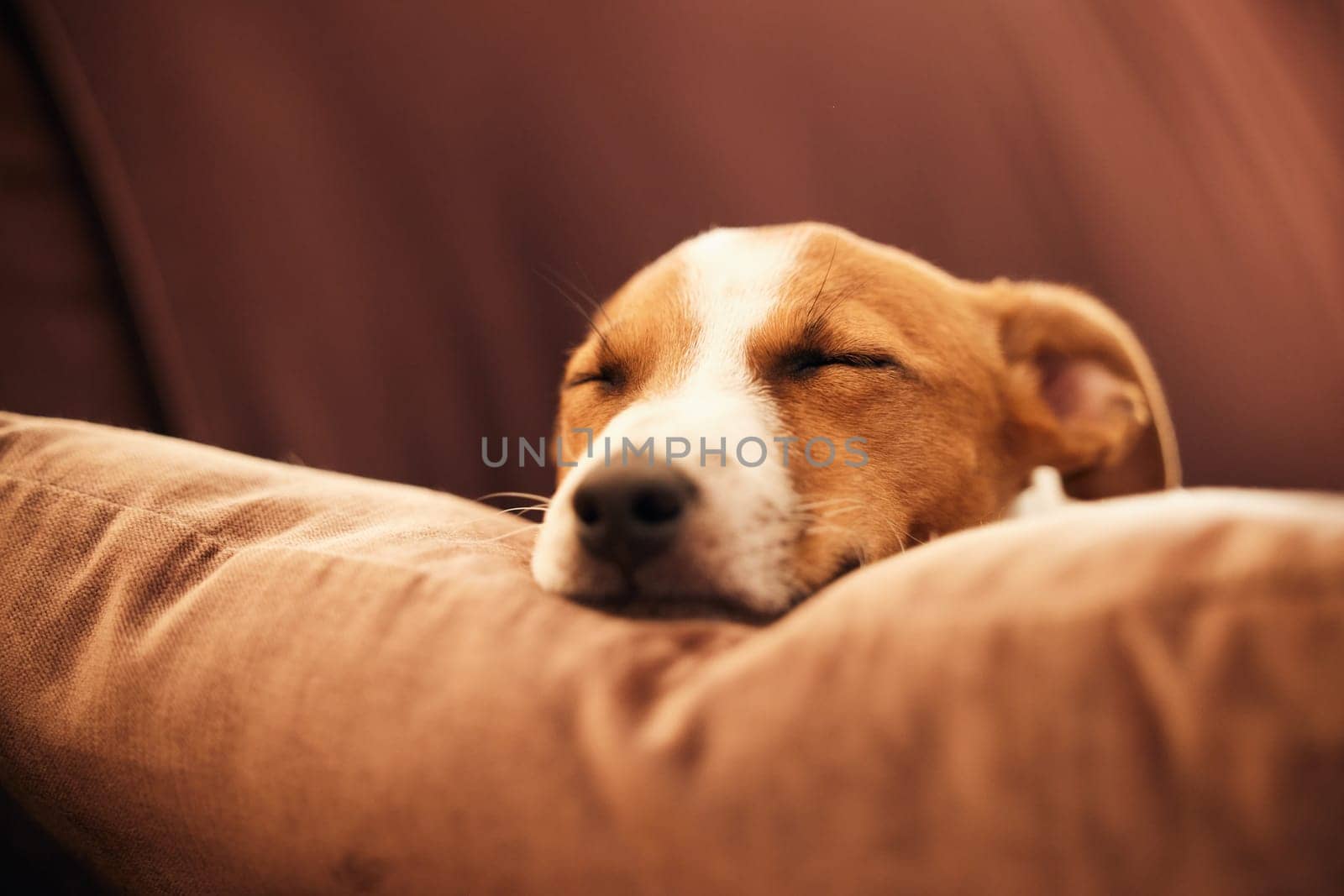 Dog on sofa, sleep and peace in home for happy pet in comfort and safety in living room. Tired Jack Russell sleeping on couch, furniture and pets with loyalty, cute face and pillow in lounge alone. by YuriArcurs