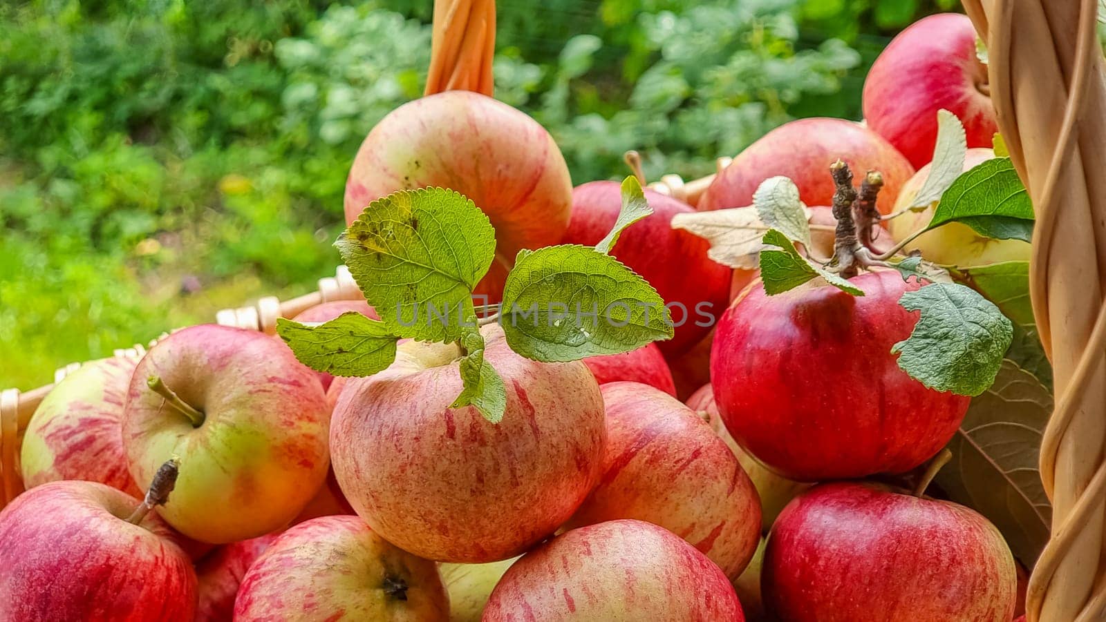gardening, season, autumn and fruits concept - close up of wicker basket with ripe red apples and leaves on wooden table