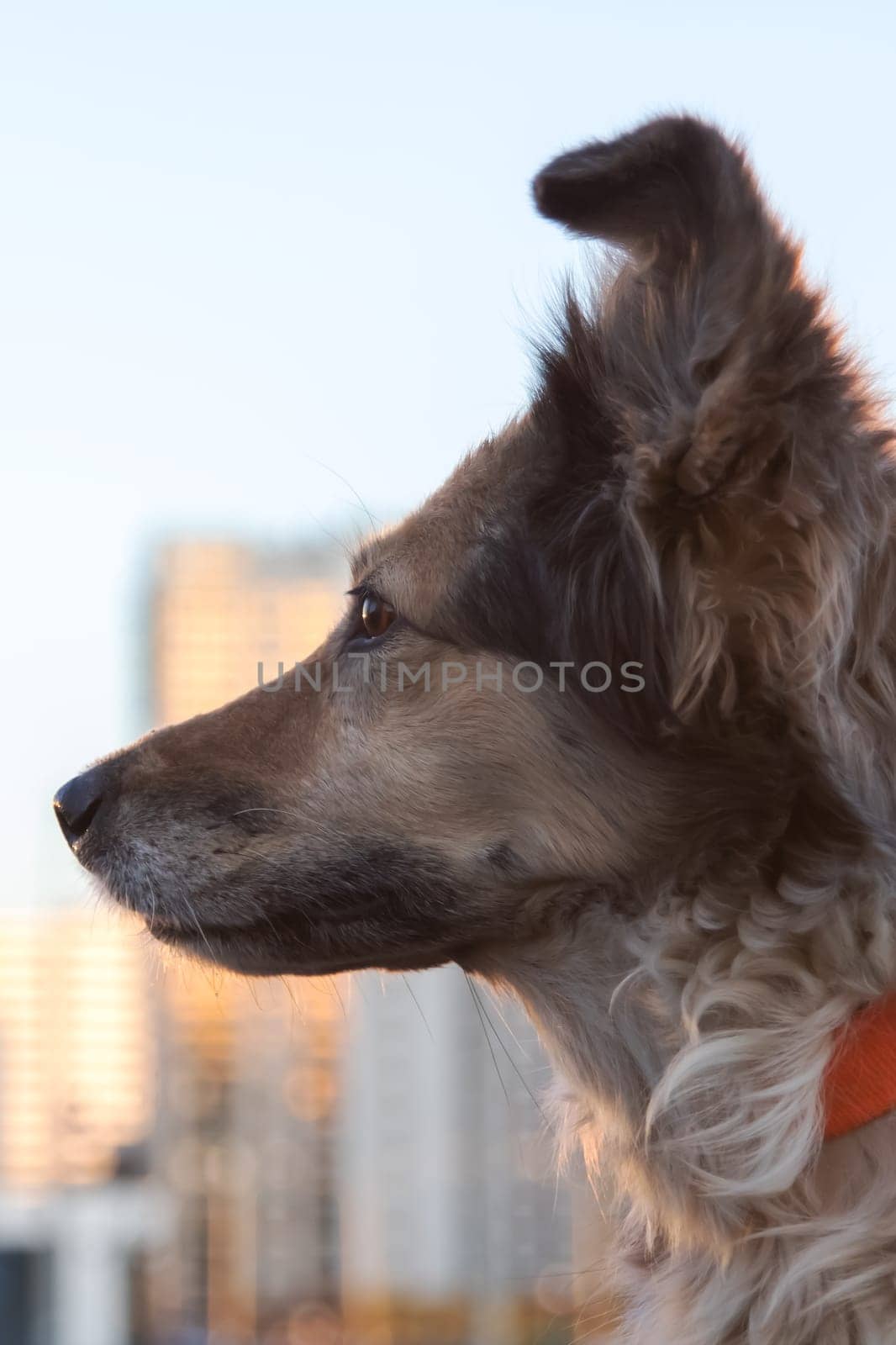Fluffy dog sitting against the backdrop of modern tall buildings