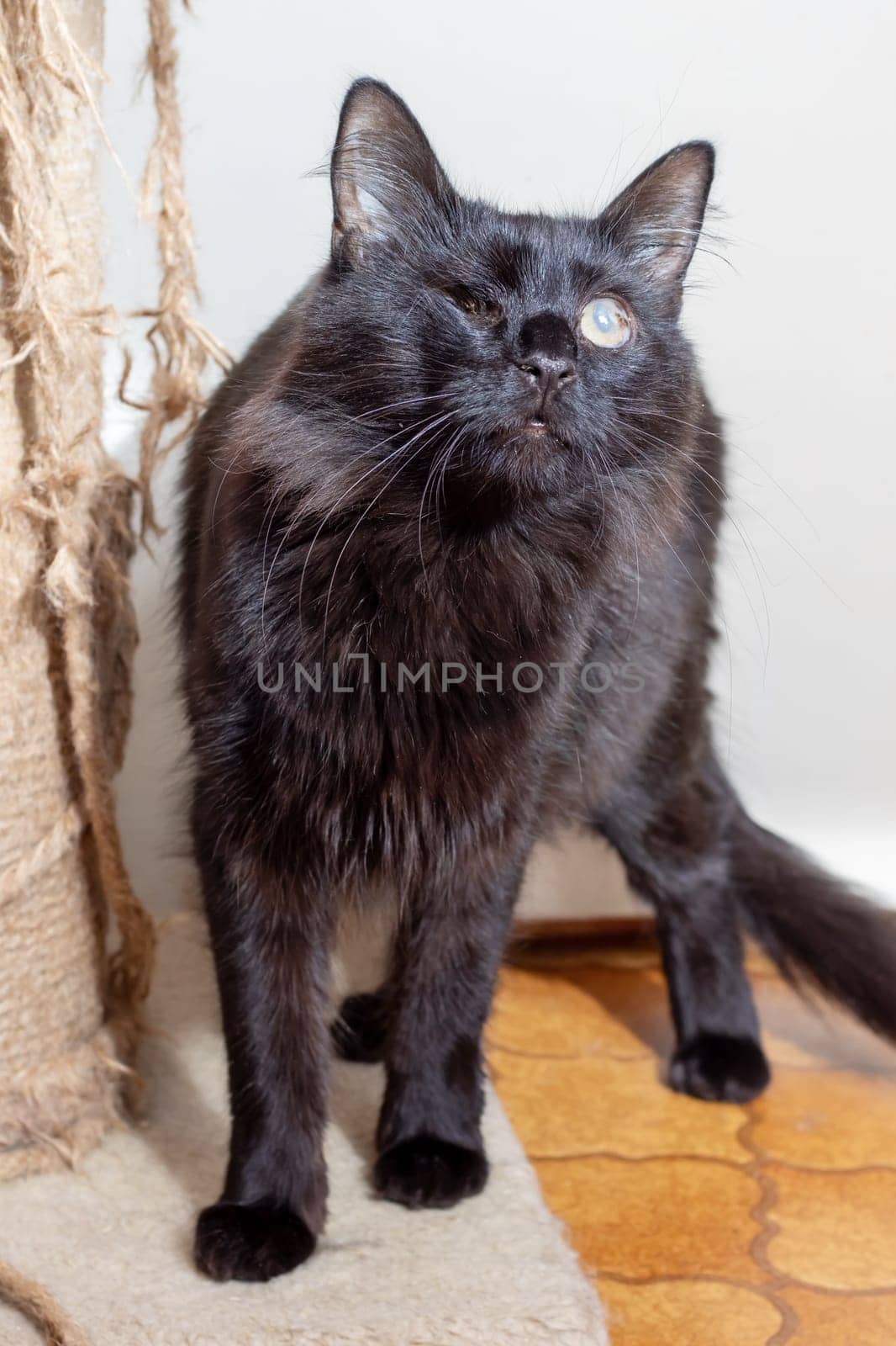 A black cat with one eye close up