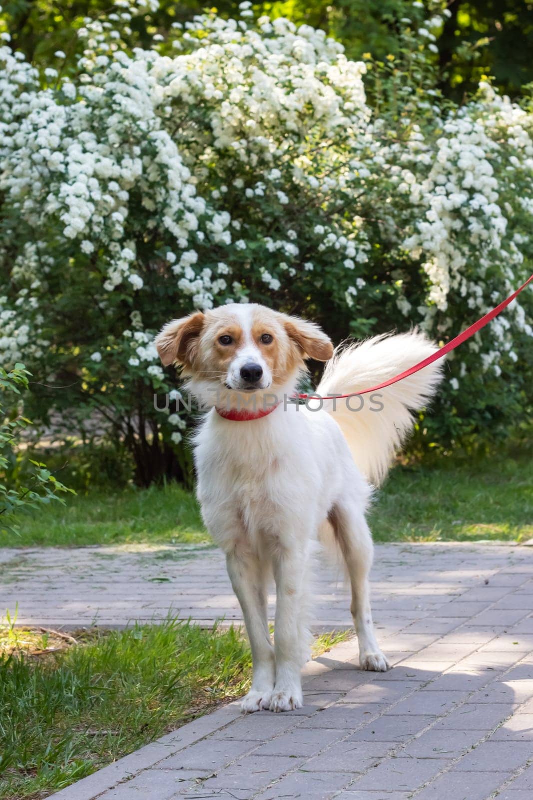 White fluffy dog on a background of flowers close up