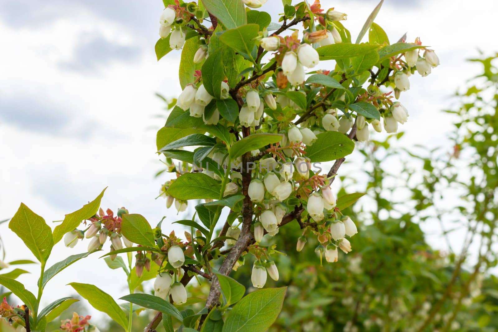 Closeup Blooming Blueberry On Branch, Fertile Bushes Covered With Inflorescence. Big Organic Cluster Of Berries. Farming, Gardening. Horizontal Plane. High quality photo