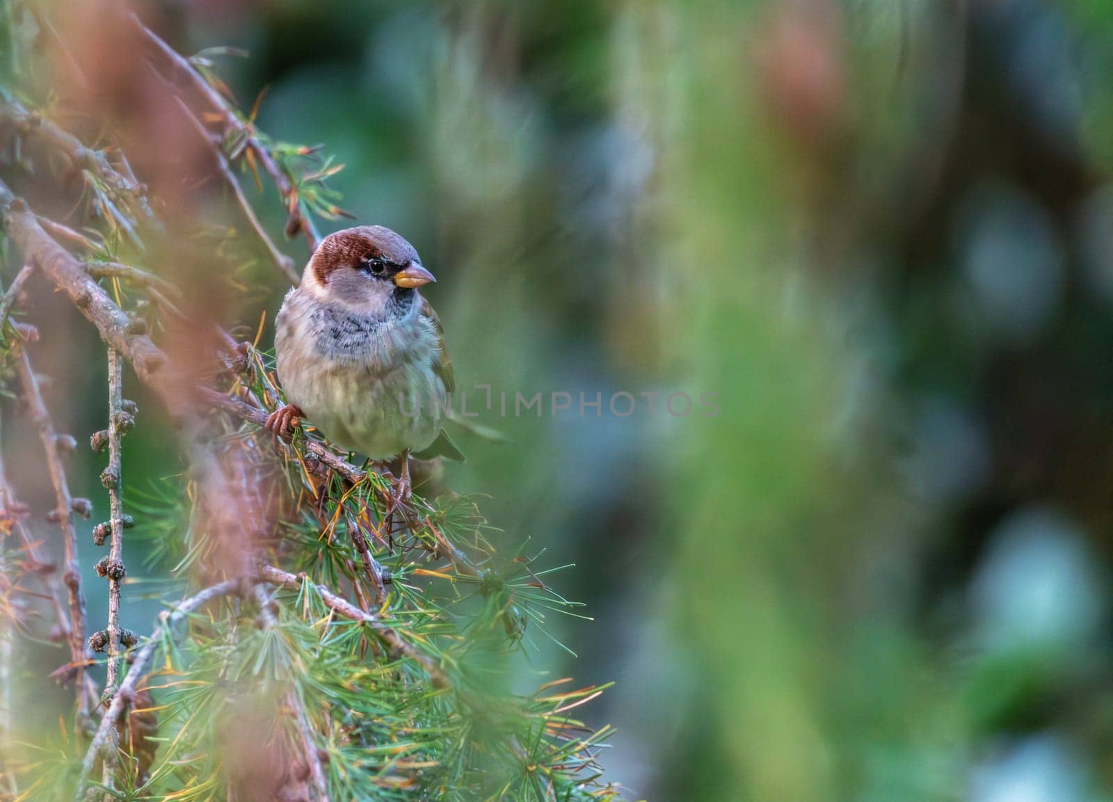 Male sparrow, passer domesticus, standing on a branch looking aside by day