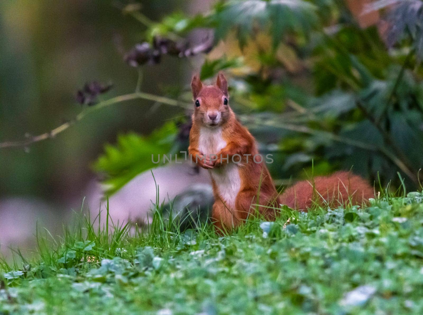 Red squirrel, sciurus vulgaris, standing on the grass by Elenaphotos21