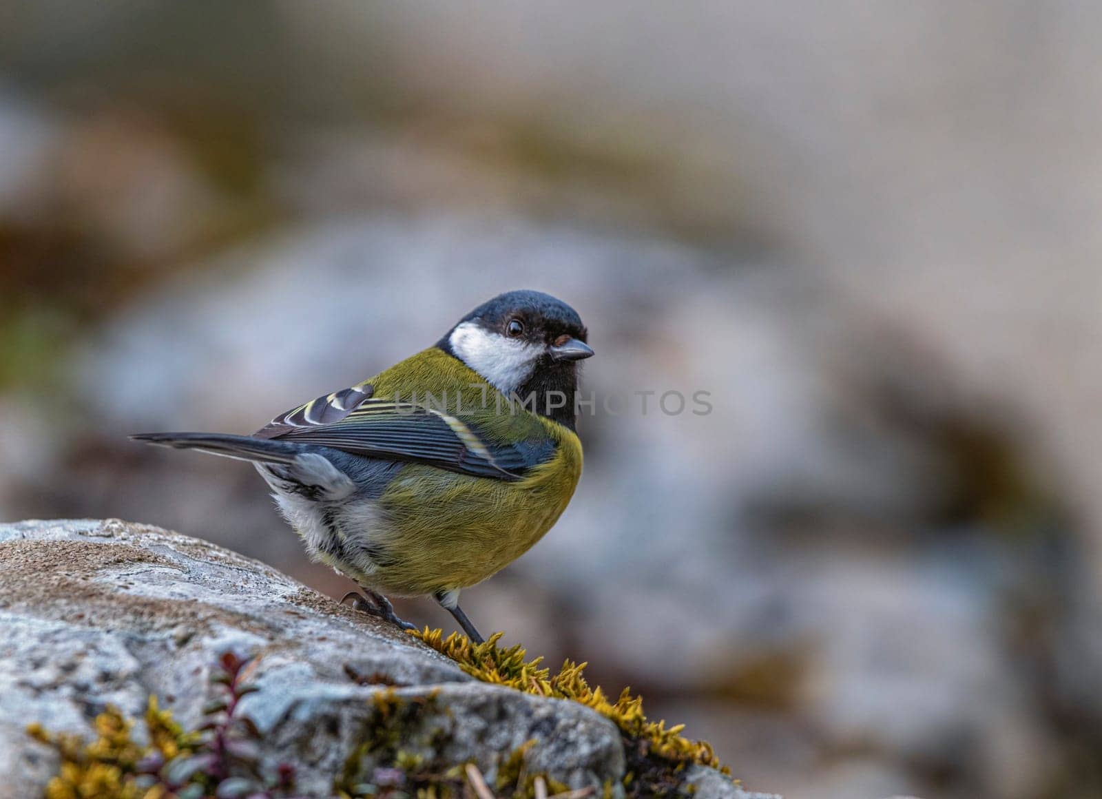 Great tit, parus major, bird standing on a rock by Elenaphotos21