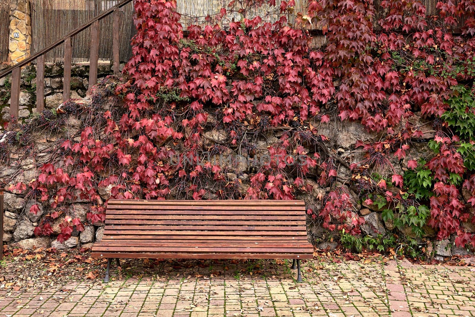 Lone wooden bench in front of ivy by raul_ruiz