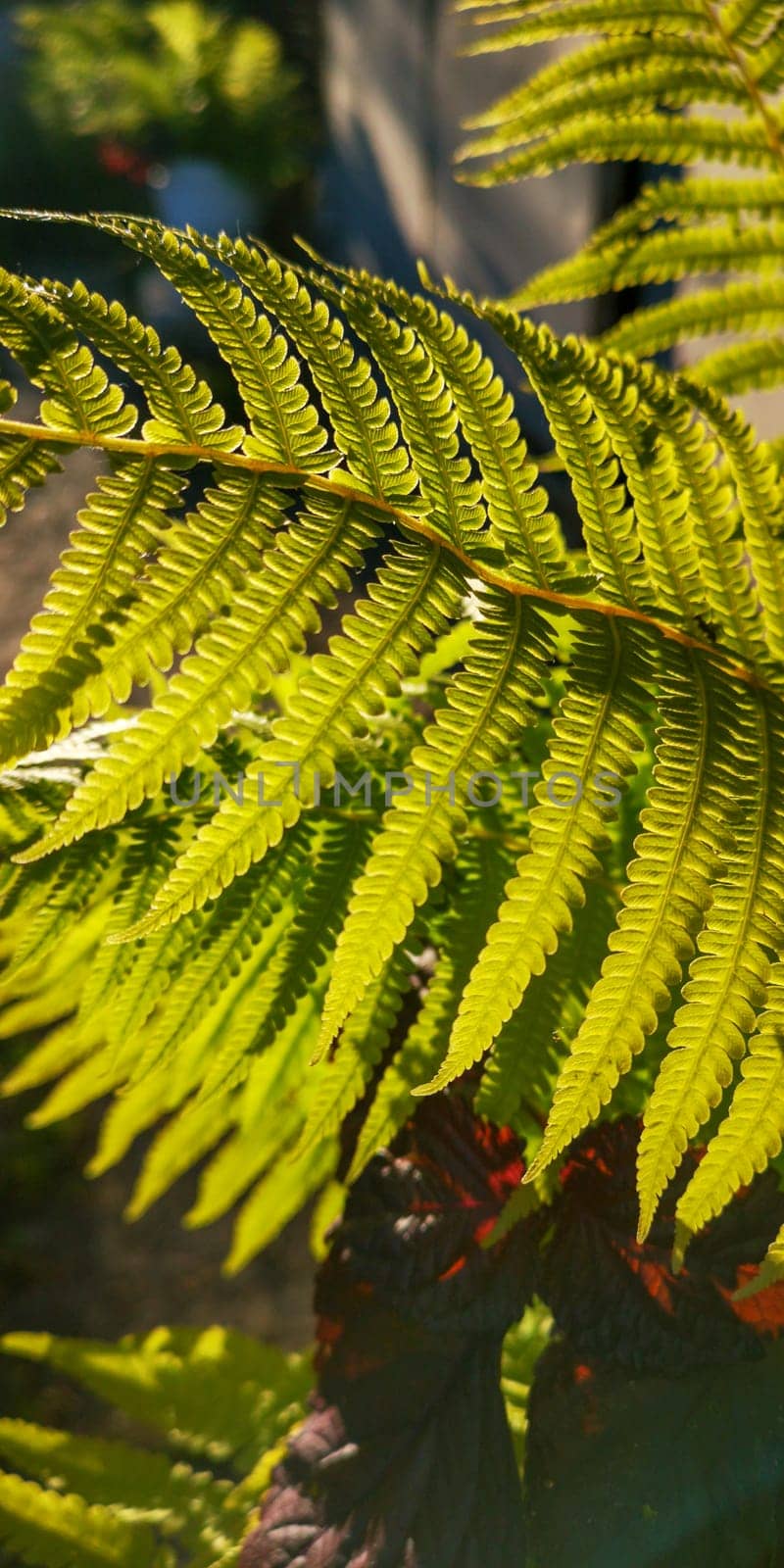 Wild natural green fern leaf in the backlight of the setting sun. Wild fern leaves, osmunda regalis, EAR TREES, OR PIICHES, tree fern branch Cyathea medullarisin front of sun