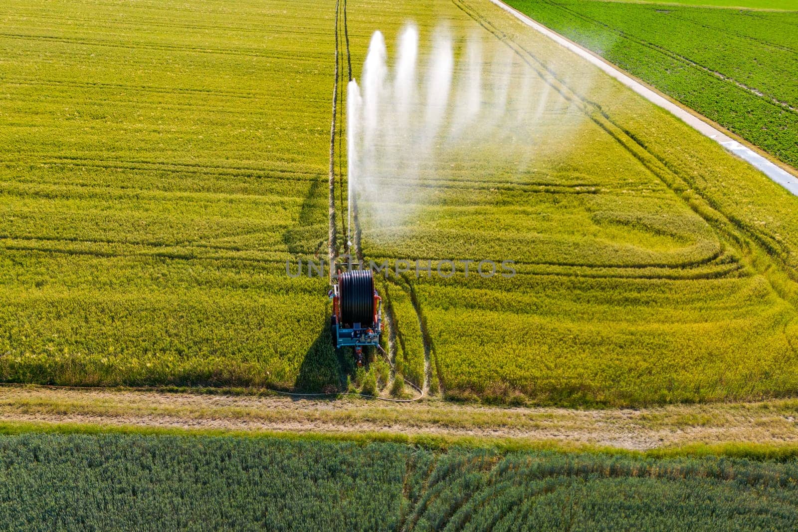 Irrigation water is blown away by the wind on a field with grain, heat in Germany