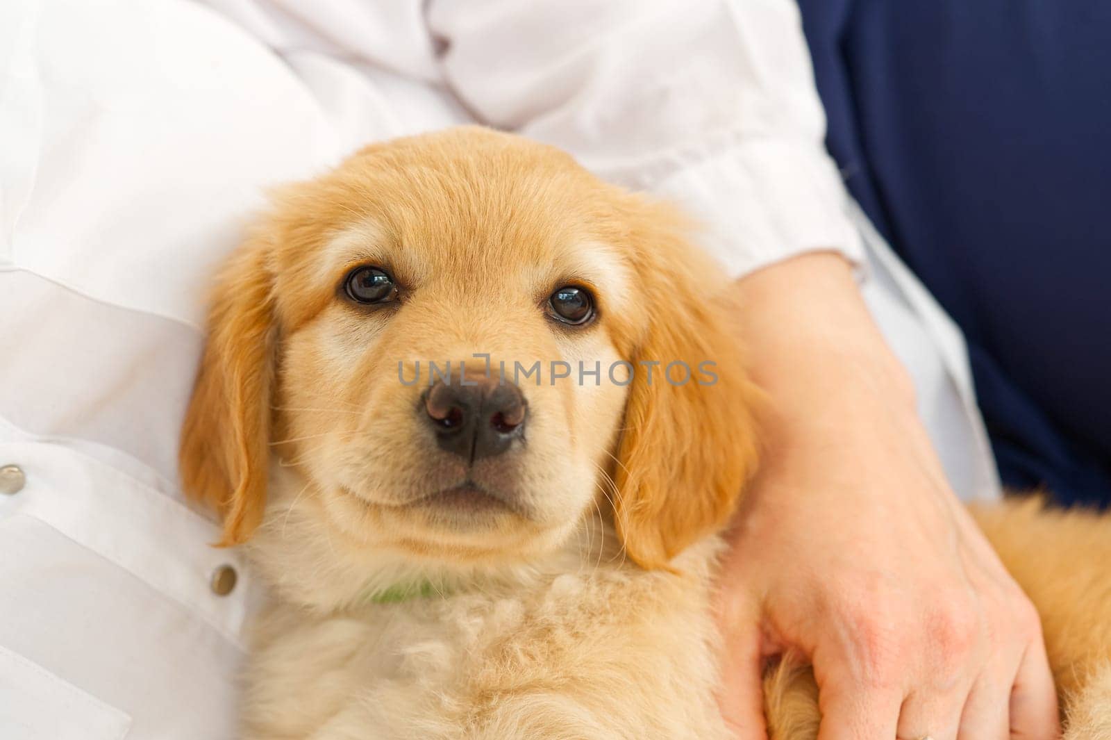 A portrait of a cute puppy. Golden Retriever puppy. adorable young puppy. purebred puppies. Hovawart by PhotoTime