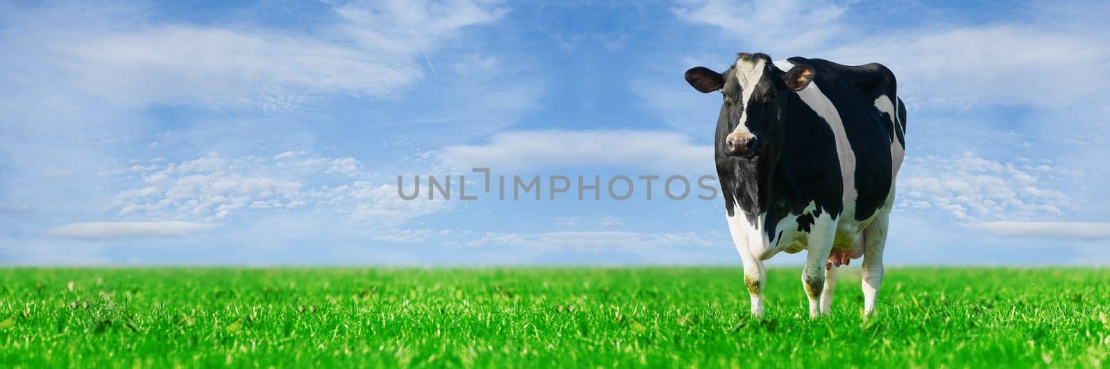 Cow on the lawn. Spotted cow grazing on beautiful green meadow. holstein cow, resting in a meadow. Black and white cow, eco farming in Nederlands.