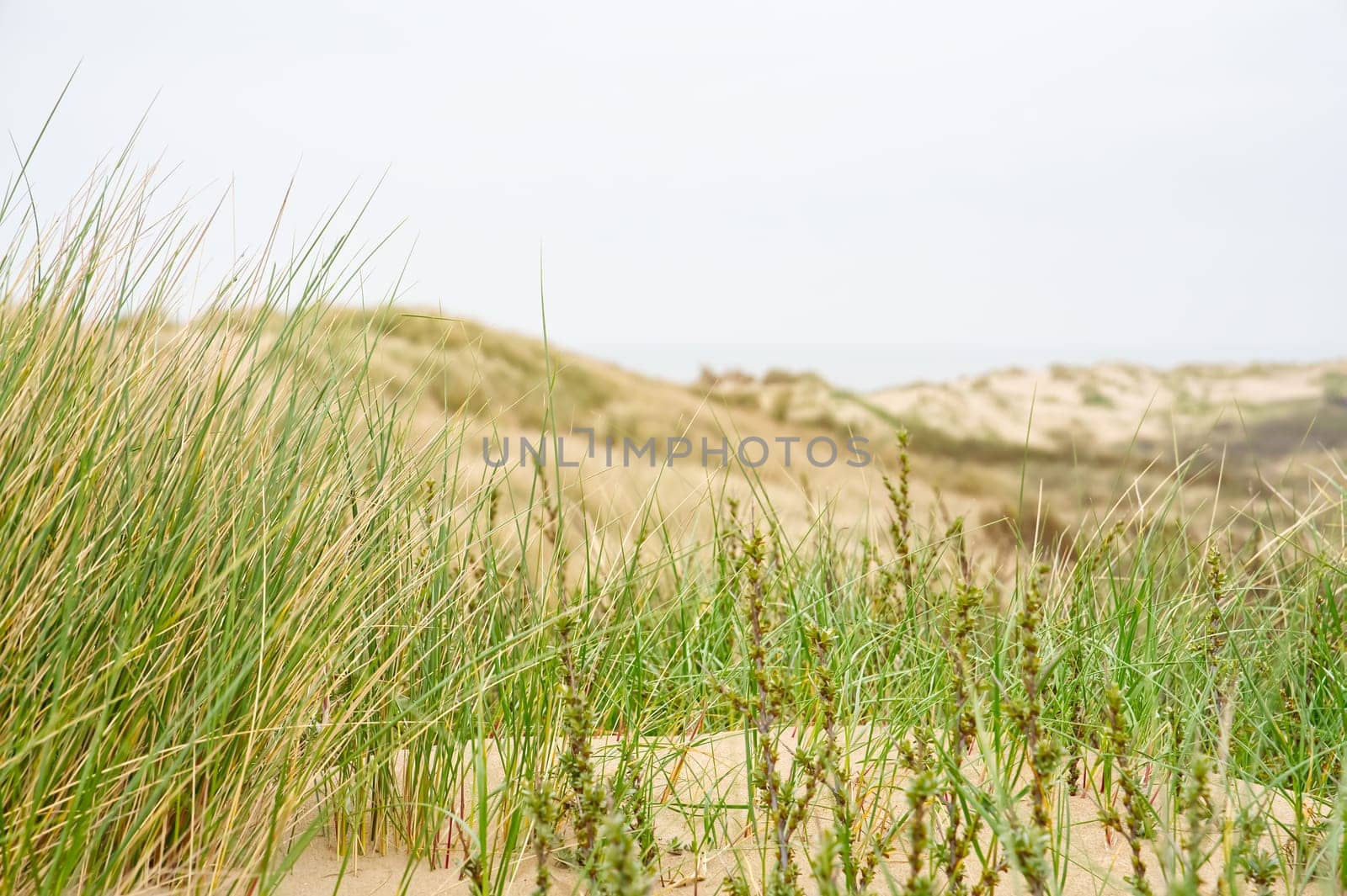 Beach view from the path sand between the dunes at Dutch coastline. Marram grass, Netherlands. by PhotoTime