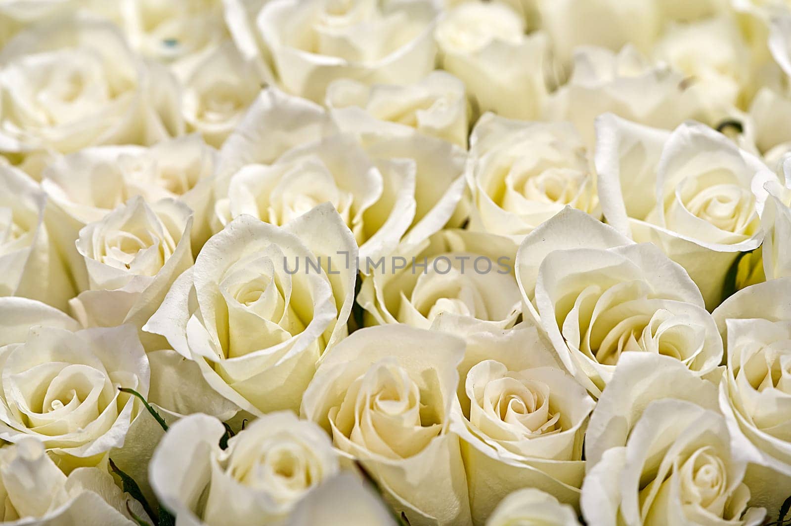 Beautiful bouquet of fresh roses in full bloom. White rose buds for background and design. by PhotoTime
