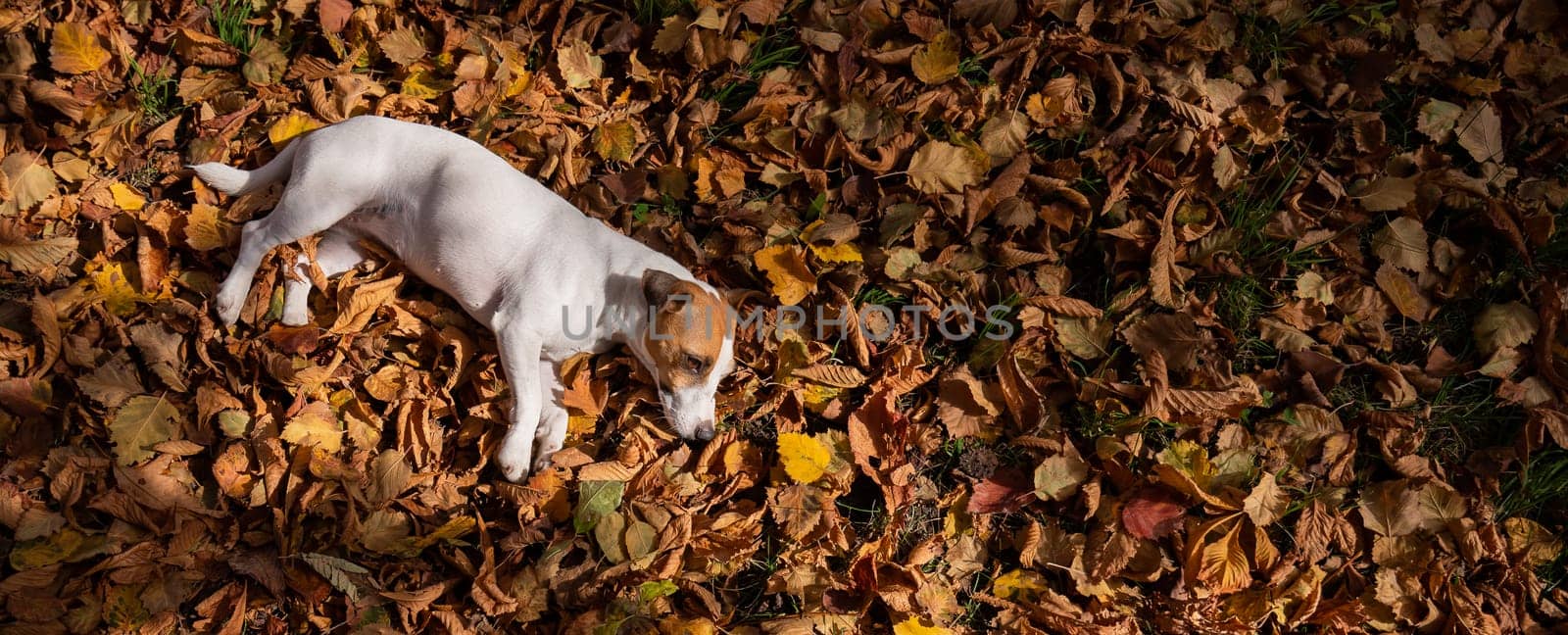 Dog jack russell terrier lies in the fallen leaves on a walk in the autumn park. View from above. by mrwed54