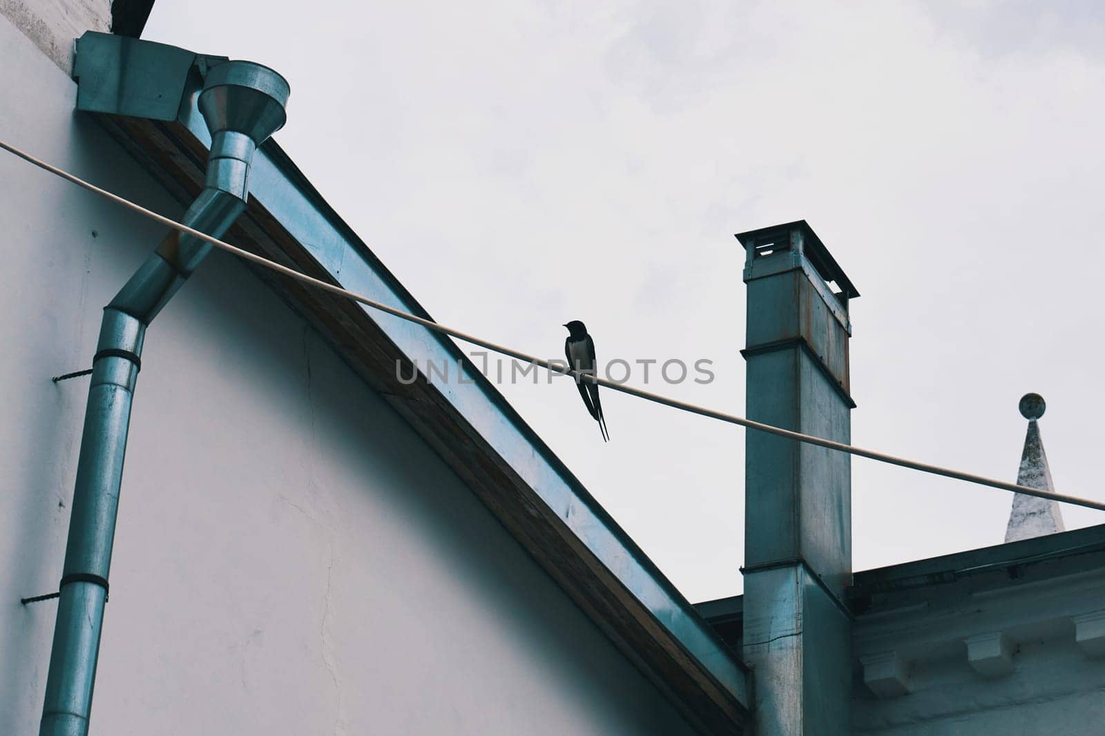 Swallow sitting on an electric wire against the background of the roof
