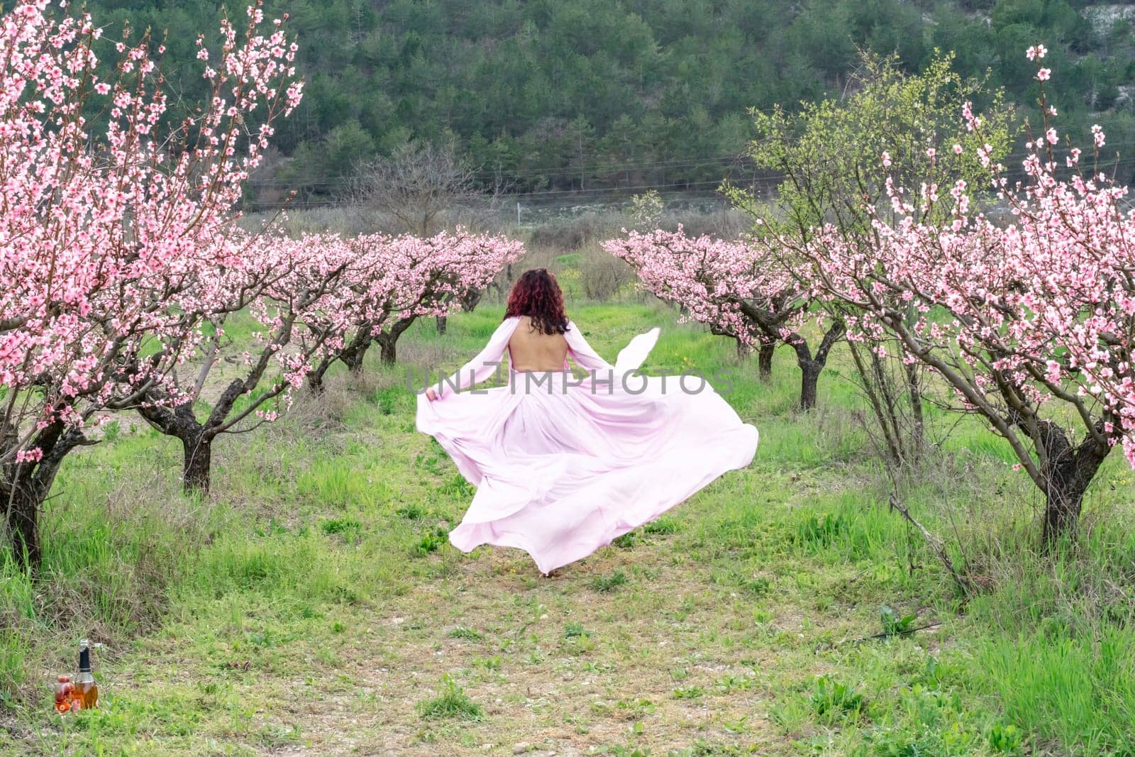 woman blooming peach orchard. A woman in a long pink dress walks in the park, in a peach orchard. Large blooming peach orchard. by Matiunina