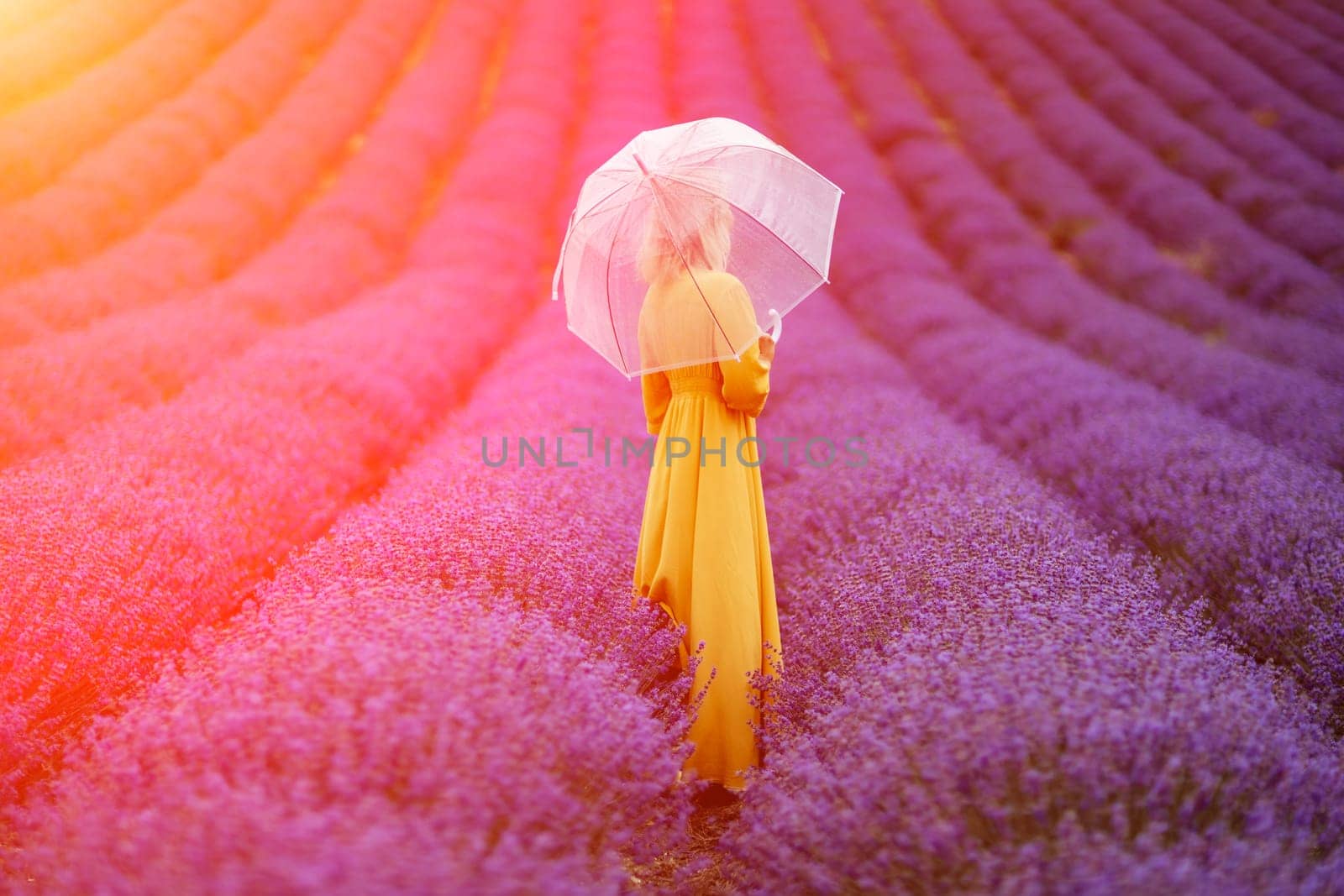 Woman lavender field. A middle-aged woman in a lavender field walks under an umbrella on a rainy day and enjoys aromatherapy. Aromatherapy concept, lavender oil, photo session in lavender.