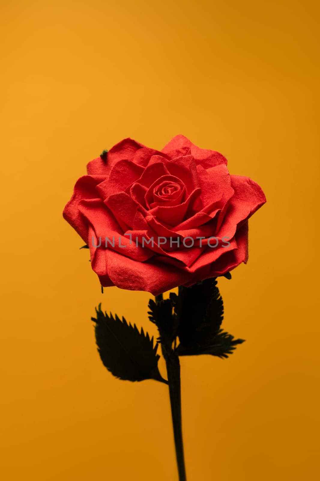 Beautiful red rose isolated on yellow background. Floral background concept.