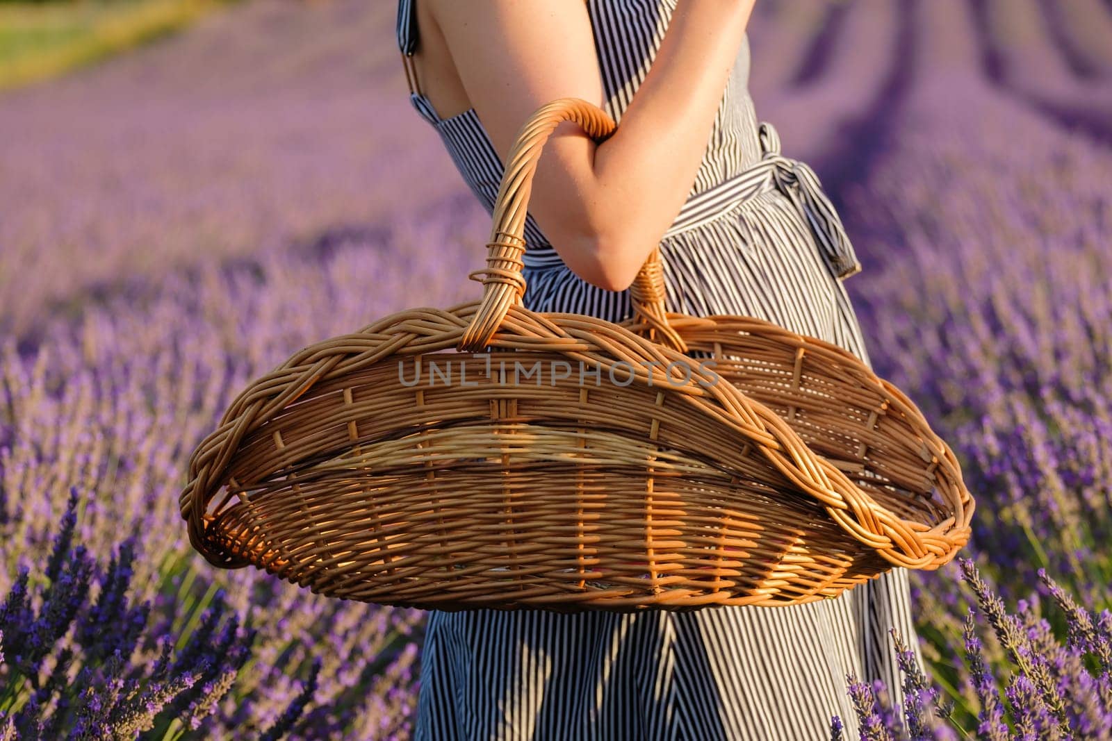 The camera zooms in on a womans hand gracefully holding a basket teeming with vibrant violet flowers, her presence adding charm to the scenic lavender field.