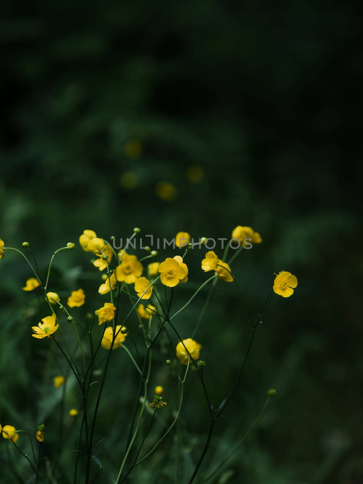 Common Buttercup. Wild meadow flower as summer mood, dark green background. Summer vibe aesthetic vertical background as wallpaper for phone
