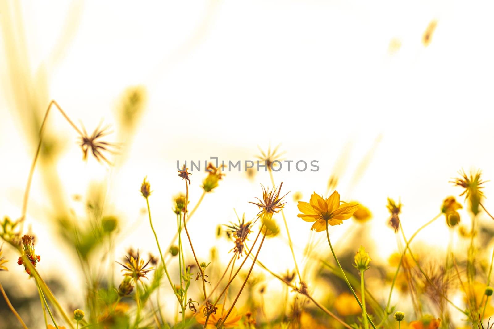 Beautiful cosmos flower. Spring background with beautiful yellow flowers.