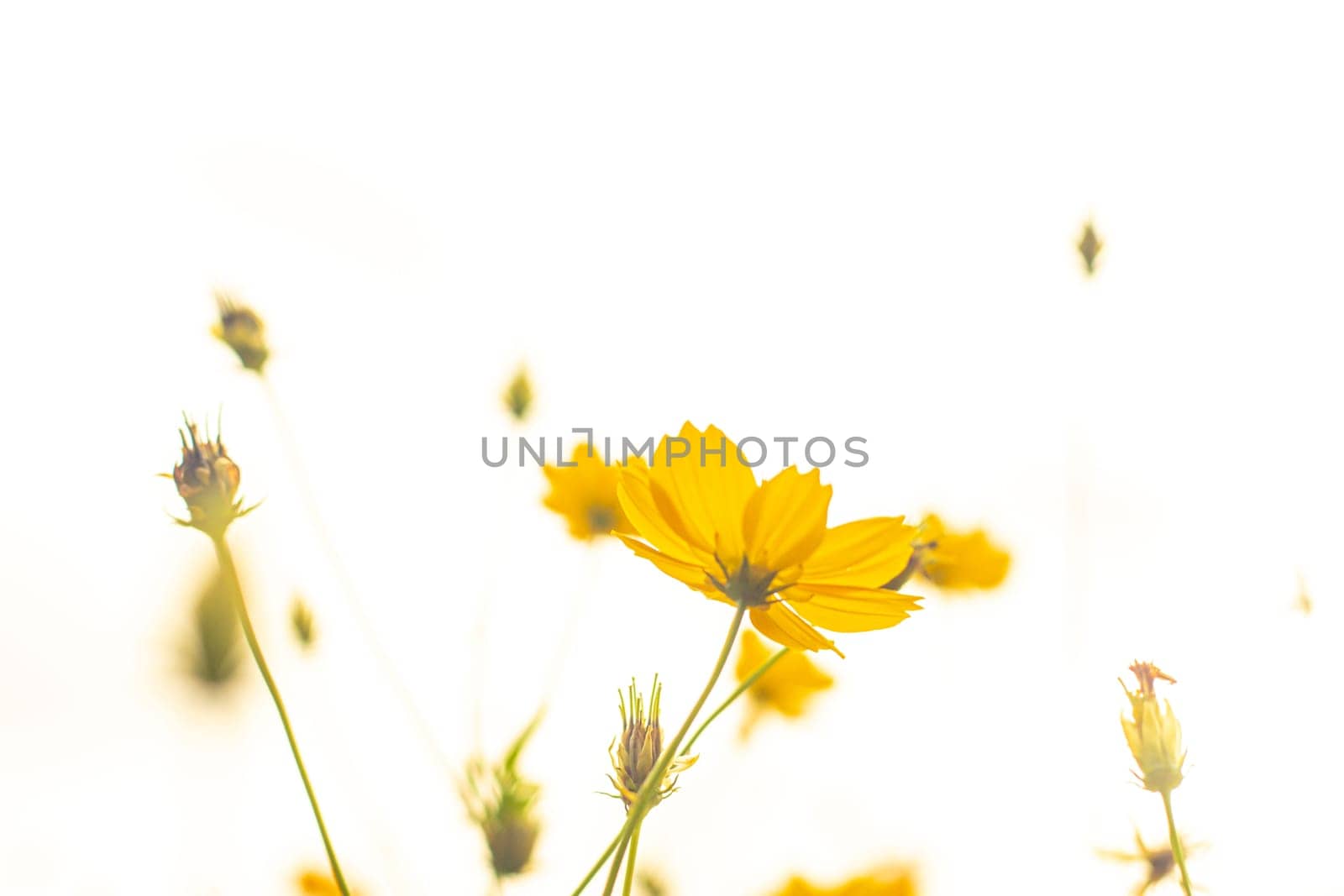 Beautiful cosmos flower. Spring background with beautiful yellow flowers.