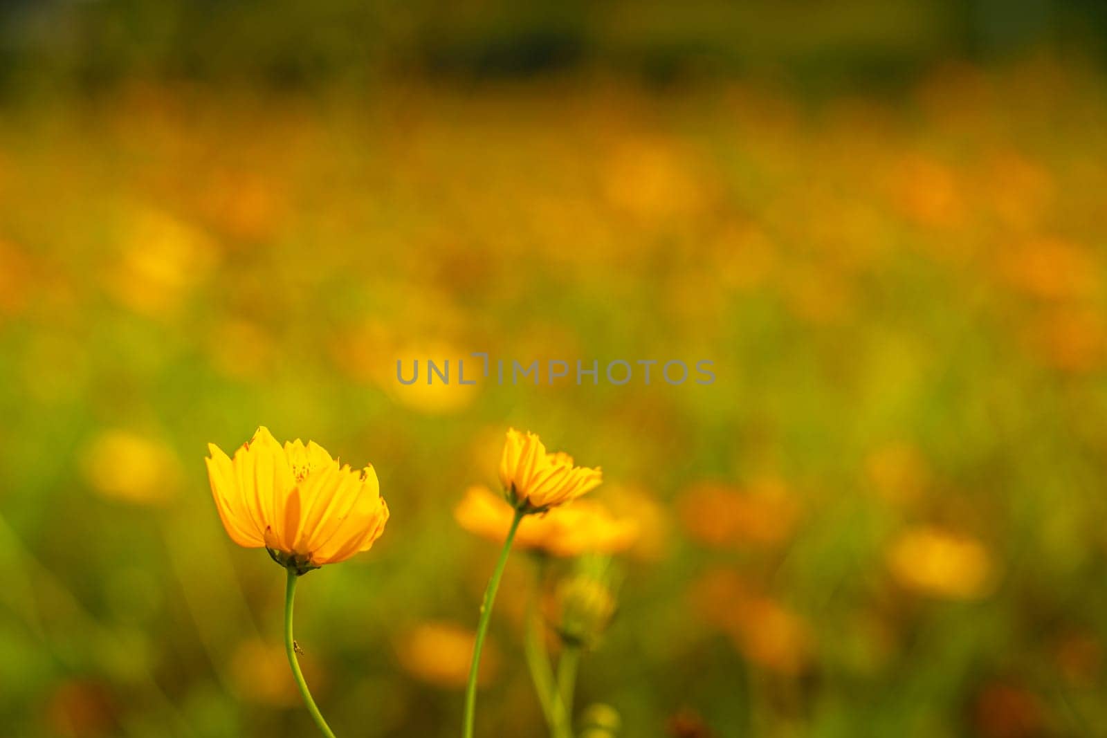 Beautiful cosmos flower. Spring background with beautiful yellow flowers.